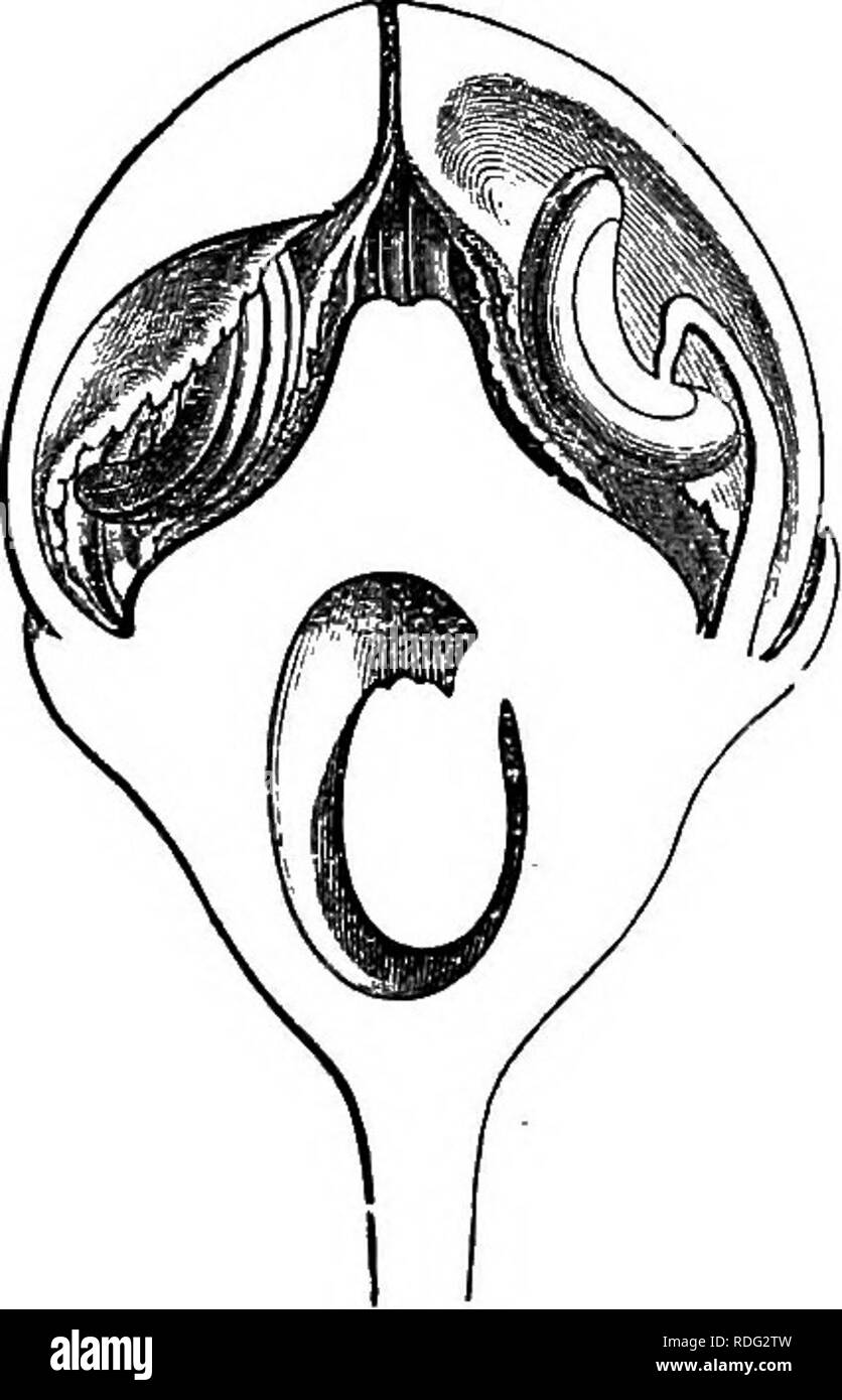 Recurved petals Black and White Stock Photos & Images Alamy