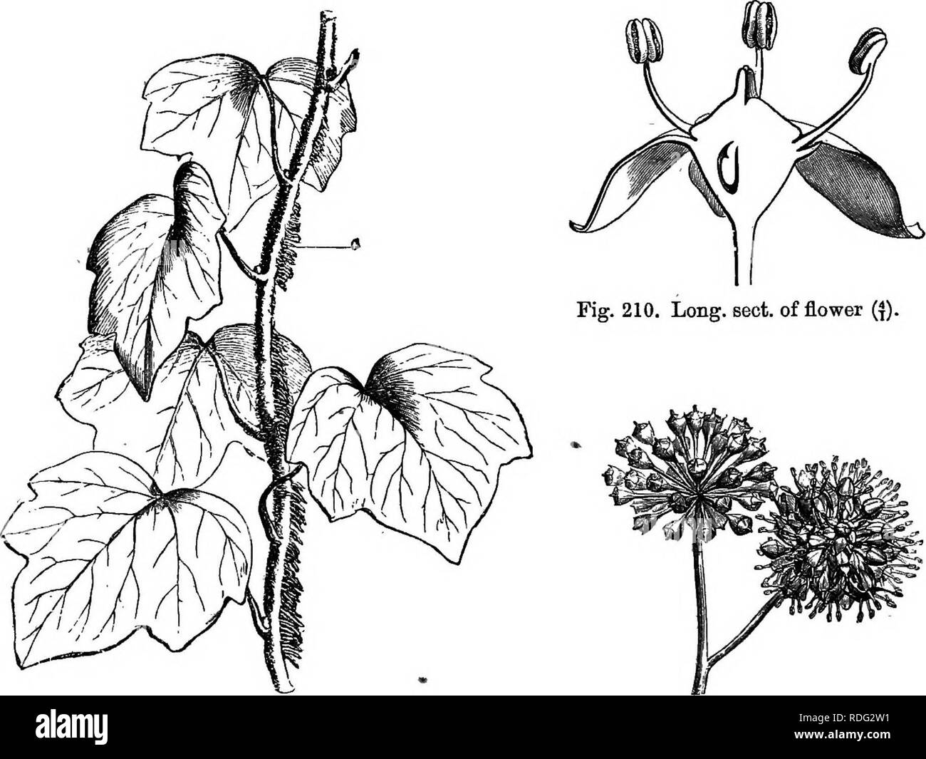 . The natural history of plants. Botany. 166 NATURAL HISTORY OF PLANTS. hooks or rootlets and has alternate-distichous lobed leaves. On those of its branches which are free and whose leaves, quincuncially Bedera Selix.. Fig. 208. Branch with hooka. Fig. 209. Inflorescences. alternate, are entire, the inflorescences are terminal and in clusters of umbellules, terminated by a. more aged umbellule. The pedicels, articulate at the base, are mderaSehx. inserted in the,axil of small bracts. To this genus has been referred as a section, H. australiana, proposed also as a distinct genus under the name Stock Photo