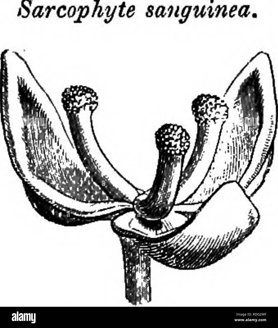 . The natural history of plants. Botany. BALANOPHORA CEM. 505 !Â« aangumea.. Fig. 486. Male flower (5). species of Balanophora have been distinguished, found in the â warm regions of Asia and Oceania.^ Sarcophyte sanguinea,^ a red and fleshy plant, growing at the Cape, parasitic on the roots of Ekehergia and Acacia, would appear to have the same general organization as Balano- phora, but for its much flatter gynsecium and its ovary being sometim^^s uniovulate, sometimes bi- or triovulate. The male flower (fig. 486) is composed of three or four val- vate sepals and an equal number of super- pos Stock Photo