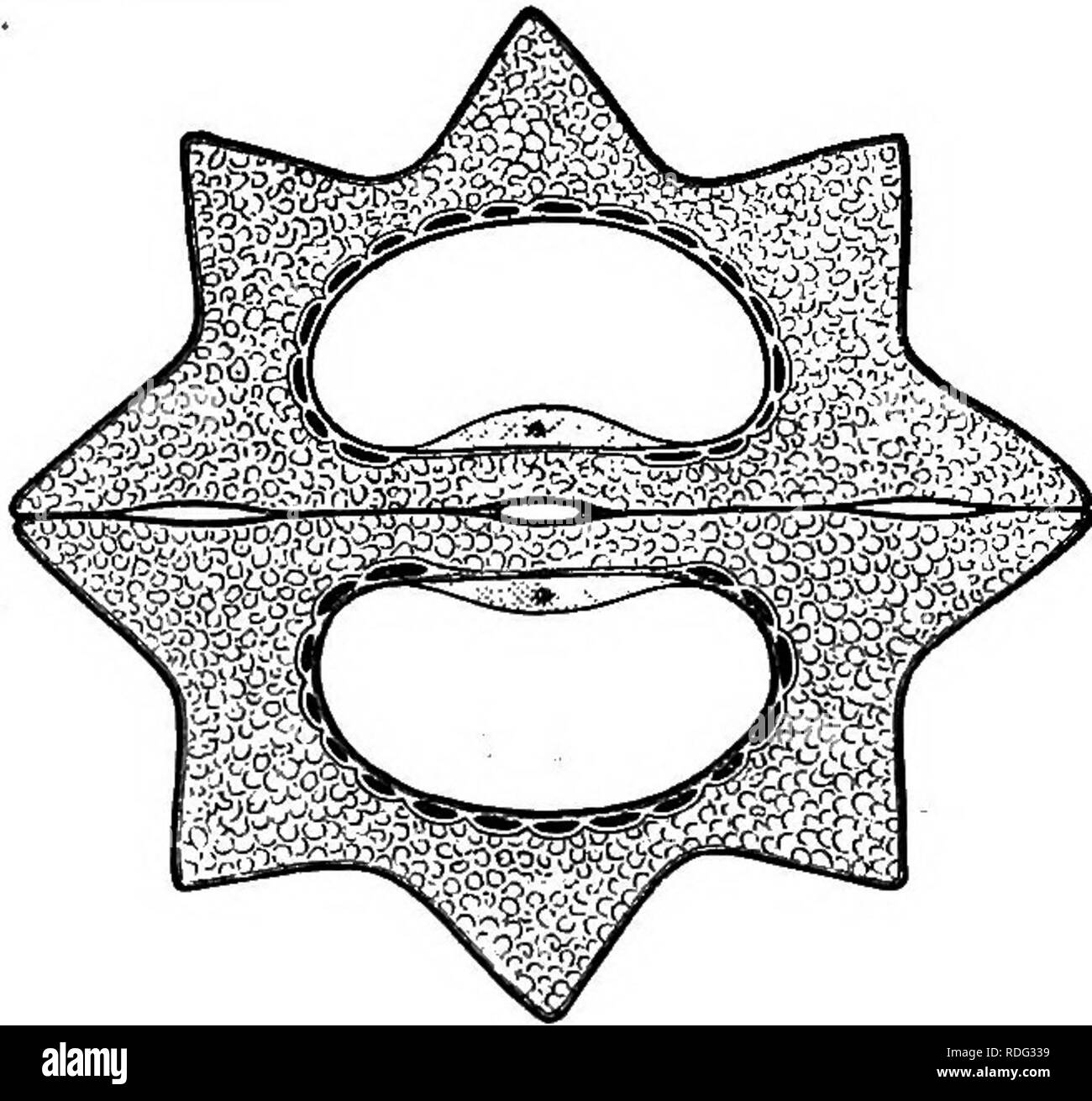 . The natural history of plants. Botany. Fig. 109. Fruit ®. Fig. 110. Trans, sect, of iruit ('). eapensts. indefinite in number, are confined to the deep bed of the endocarp, and are so exactly fitted to the seed that (though not belonging to it) they remain attached on the separation of the pericarp. Crithmum has fleshy decompound-ternatipinnate leaves, and numerous bracts in its involucres and involucels. Phellopterus is also a littoral plant found in Japan, the Corea and the Loo-choo isles. It is a pilose herb with large dentelate leaf-segments. Its fruit, nearly pear-shaped, has a transve Stock Photo