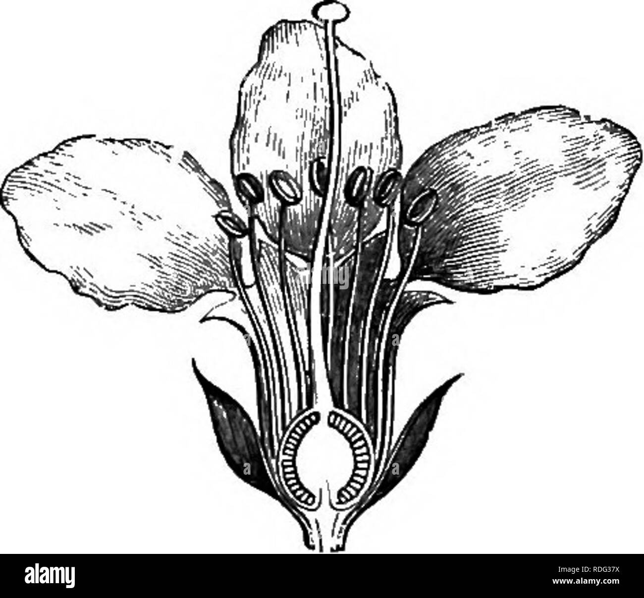 . The natural history of plants. Botany. Fig 394. Flower. Fig. 395. Long. sect, of flower. number ef twelve or fourteen. The sepals, variable in number (4-8), are valvate, and alternate with as many exterior tongues, analogous to those of Lythrum. The petals, equal and sessile or unguiculate, according to the species, are the same in number, and the stamens double in number on two verticils. The ovary, as also the capsular fruit, has from three to six multiovulate cells, and the valves of the latter, at maturity, separate, with the partitions, from the placentae charged with seeds. Nescea comp Stock Photo