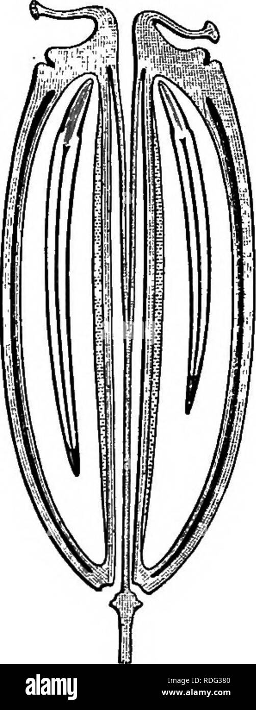 . The natural history of plants. Botany. Fruit (f). Fig 90. Long. sect, of fruit Cf). ' DO. Frodr. it. IW.—ilacroselinmn Schtjk, JSnum. PL Trams. 266. 2 Gjebtn. Fruct. i. t. 21, fig. 10.—Gatjd. Fl. miv. ii. 324.—DC. Prodr. iv. 179. ' Gjehtn. loc. eit.—DC. he. eit. 176.—It ap- pears to us as diflSoult to separate generically from Fupeueedanum as from the Peucedans or even from Ferulago, Palimbia (Bess. Enum. Fl, Volhyn. 55.—DC. Prodr. iv. 175), not only the greater number of species of this genus which have heen already referred to Peucedanum {Pa- limMoidea Boiss.), hut even the type itself (fi Stock Photo
