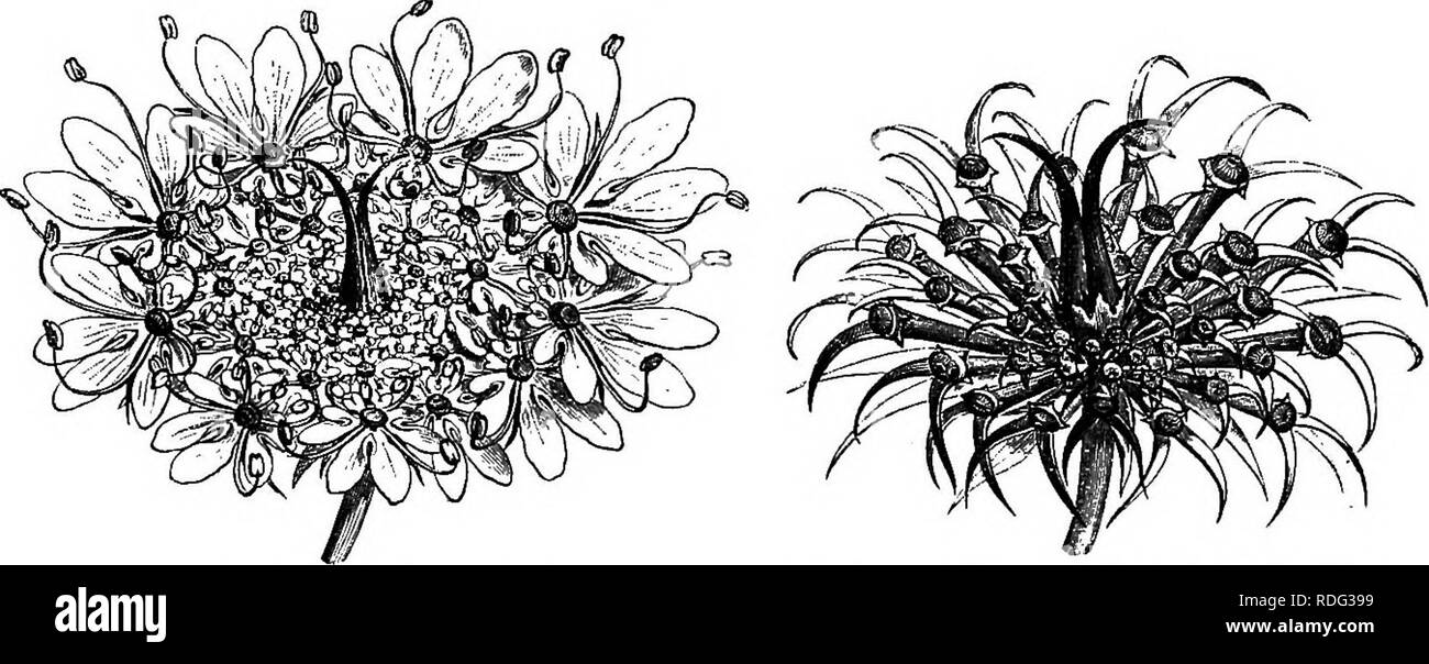 . The natural history of plants. Botany. 94 NATURAL HISTORY OF PLANTS. larger than the others and hermaphrodite or female. In Echinophora^ (fig. 79, 80), the general inflorescence of which is fundamentally that of Daucus, the separation of sexes is still more complete, in that each umbellule has one central sessile flower, alone female and herma- phrodite (fig. 79). Around it are unequal pedicels,'^ each bearing a Echinophora radians.. Fig. 79. Umbellule, the central flower alone fertile. Fig. 80. Fruit surrounded by hardened and incurved pedicels. male flower, in construction like that of Dau Stock Photo