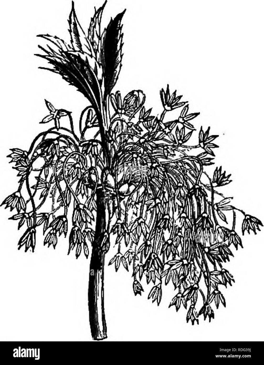 . The natural history of plants. Botany. Fig. 425. Fruit. a separate genus has been made,^ the apetalous, dioecious flowers have a small calyx and linear an- thers, exserted. This genus contains about fifty species,^ growing in Europe and North America and also .abounding in temperate Asia, the Himalayas, and Japan. Some are also found in Java. The leaves are op- posite, exstipulate, simple, entire, palmatilobate or palmati-partite, pinnate in Negundo. The flowers, which are precocious, axillary or terminal (green, yellow, reddish), are arranged in spiciform or corymbi- form clusters of cymes. Stock Photo