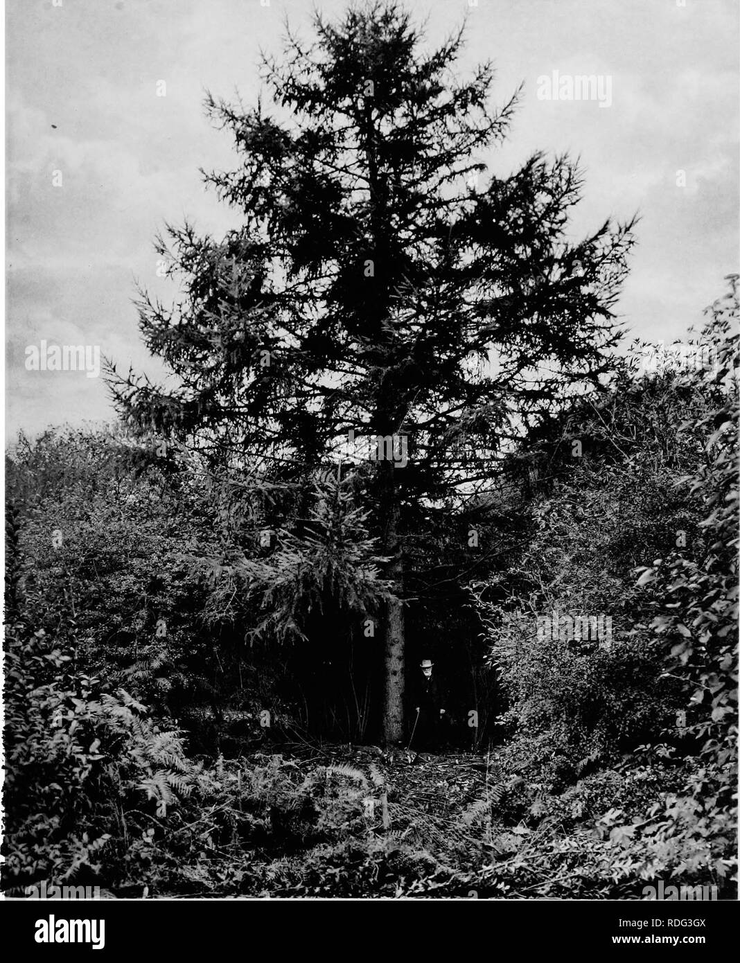 . The trees of Great Britain &amp; Ireland. Trees; Trees. Plate ioS. JAPANESE LARCH AT TORTWORTH. Please note that these images are extracted from scanned page images that may have been digitally enhanced for readability - coloration and appearance of these illustrations may not perfectly resemble the original work.. Elwes, Henry John, 1846-1922; Henry, Augustine, 1857-1930. Edinburgh, Priv. Print. Stock Photo