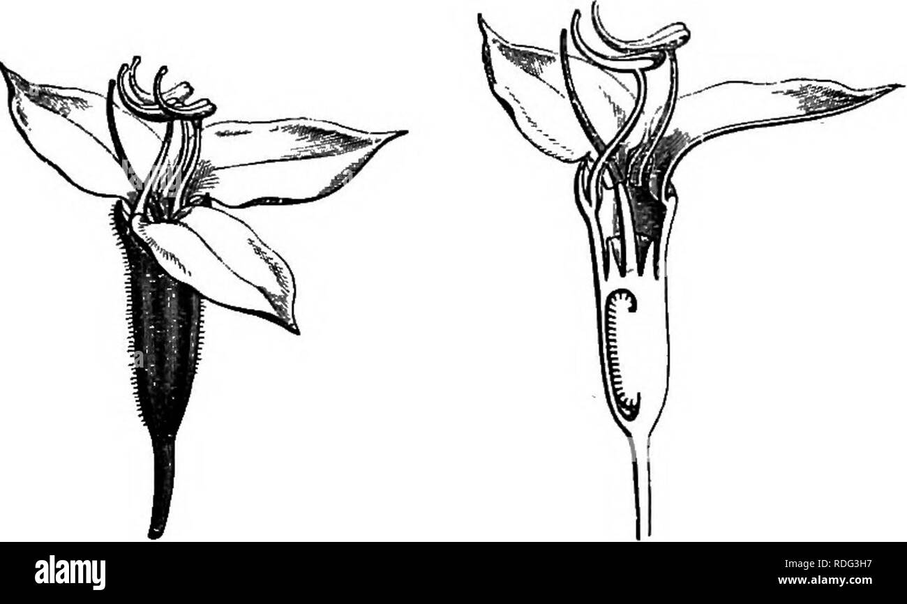 . The natural history of plants. Botany. 12 NATURAL HISTORY OF PLANTS. SoiteHla margaritacca.. Fig. 17. Flower (f). Fig. IS. Lonn;. sect flower. of anthers are bilobed at the summit, with the pore of dehiscence situated at the bottom of the hollow separating the two lobes. Phyllagathis has also a capitate inflorescence (in reality formed of uniparous cymes), sur- rounded by an involucre generally formed of large bracts. The flowers, 3, 4-merous and diploste- monous, have a cam- panulate receptacle and sepals ciliate at the mar- gin, sometimes with al- ternate rigid hairs. The cells of the poin Stock Photo