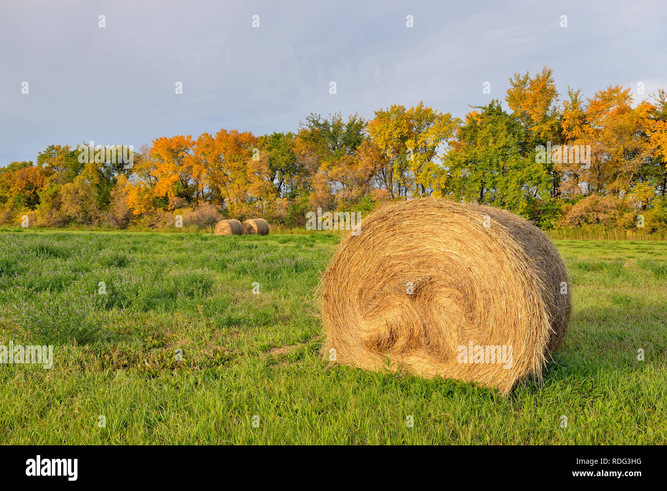Hay rolls in autumn, Indian Head, Saskatchewan, Canada Stock Photo