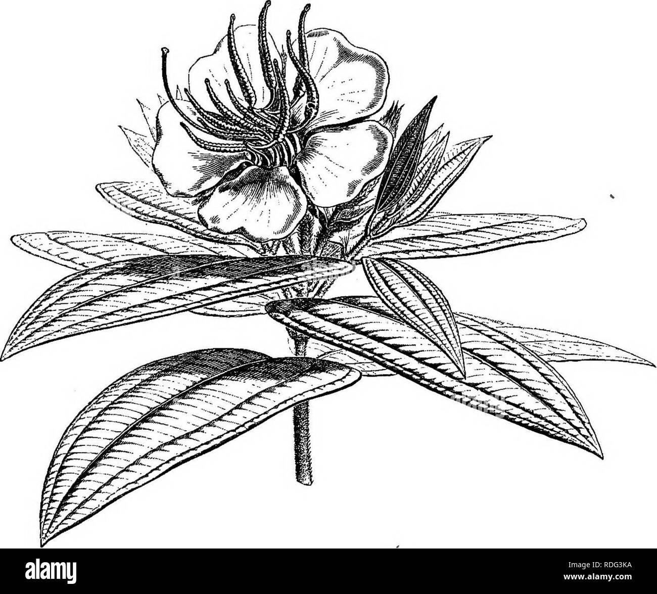 . The natural history of plants. Botany. LX. MELASTOMACE^. I. MELASTOMA SERIES. Melastoma (fig. 1-7)' has hermaphrodite and regular flowers, the receptacle having the form of a sac with a large superior opening. Melastoma mafalicithi icum.. Fig. 1. Floriferoua branch. Near the margin of the orifice are inserted externally the sepals generally five in number, twisted' in the bud and covered externally, ' Melastoma BtiKM. Fl. Zeyh 72.—L. Gen. n. 644 (part).—J. Gen. 329 (part).—Don. Mem. Wern. Soe. iv. 286 (part).—DO. Frodr. iii. 144. —Spach, Suit. A Buffon, iv. 249.—Endl. Gen. n. 6219.—Naud. Atm Stock Photo