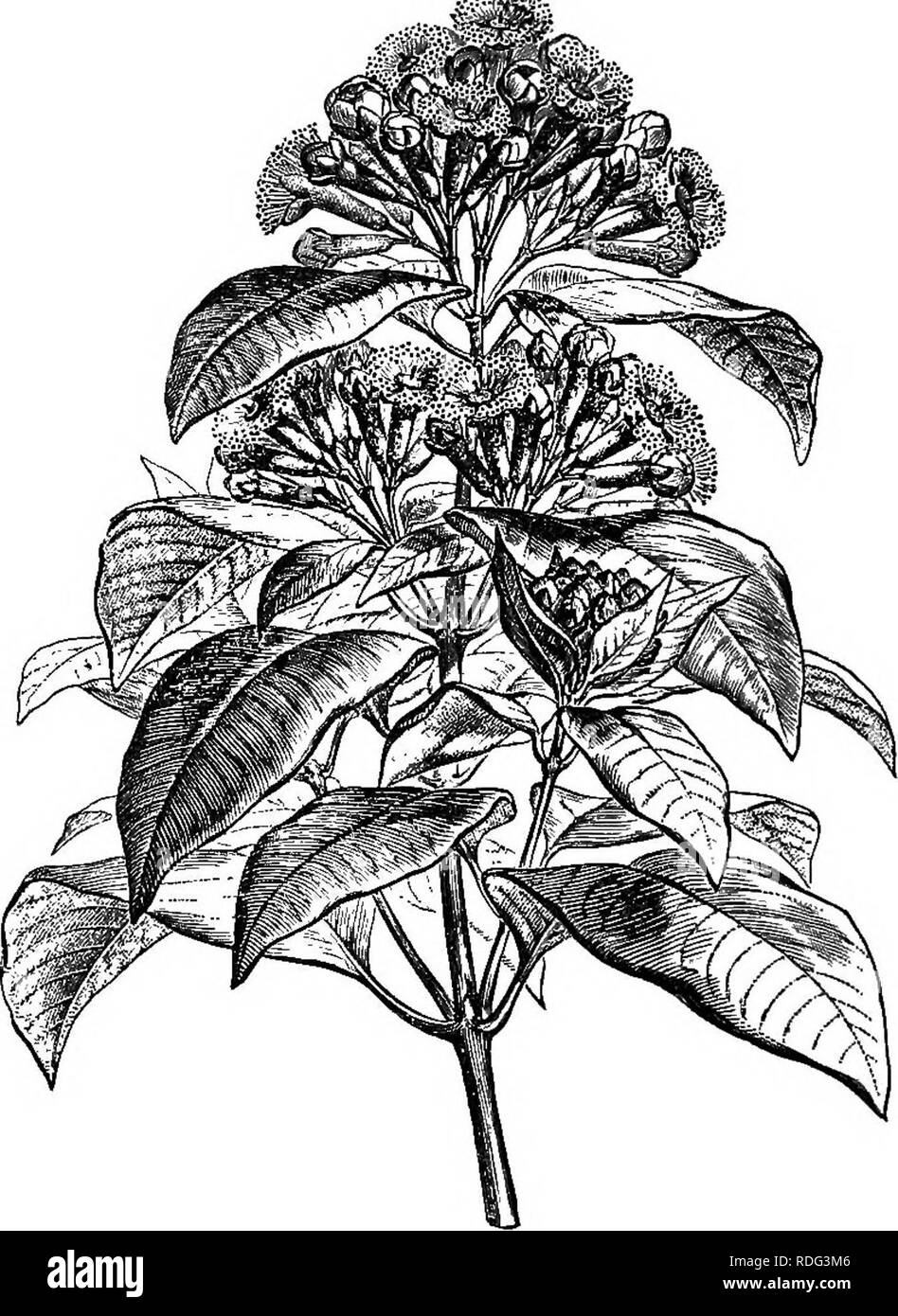 . The natural history of plants. Botany. Fig. 289. Long. sect, of fruit. Fig 288. Floriferous 'branch. donia, the calyx of which is soniewhat different as regards alter- native prefloration. II. LEPTOSPEEM SEEIES. In the genus Leptospermum ' (fig. 290-293), which has given its name to quite a group of Myrtacece with dry fruit, ^ the flowers are Acioalyptus has ovarian cells (complete or in- complete) containing numerous anatropous ovules, arranged on vertical placentse; and Filioealyx, orthotropous and descending ovules, inserted in each cell on a placenta nearly apical. 1 FoRST. Char. Gen. 71 Stock Photo
