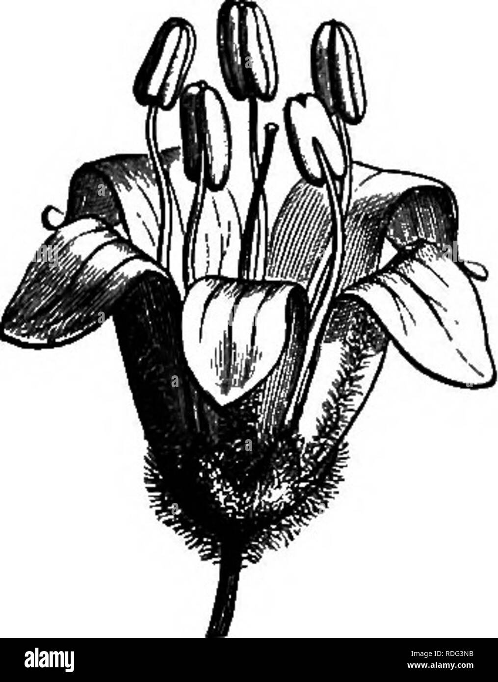 The natural history of plants. Botany. TEBEBINTHACEJS. 377 ly. MAPPIA  SEEIES. There are great analogies between the flowers of Mappia ^ and those  of Corynocarpus^ from which they can only be