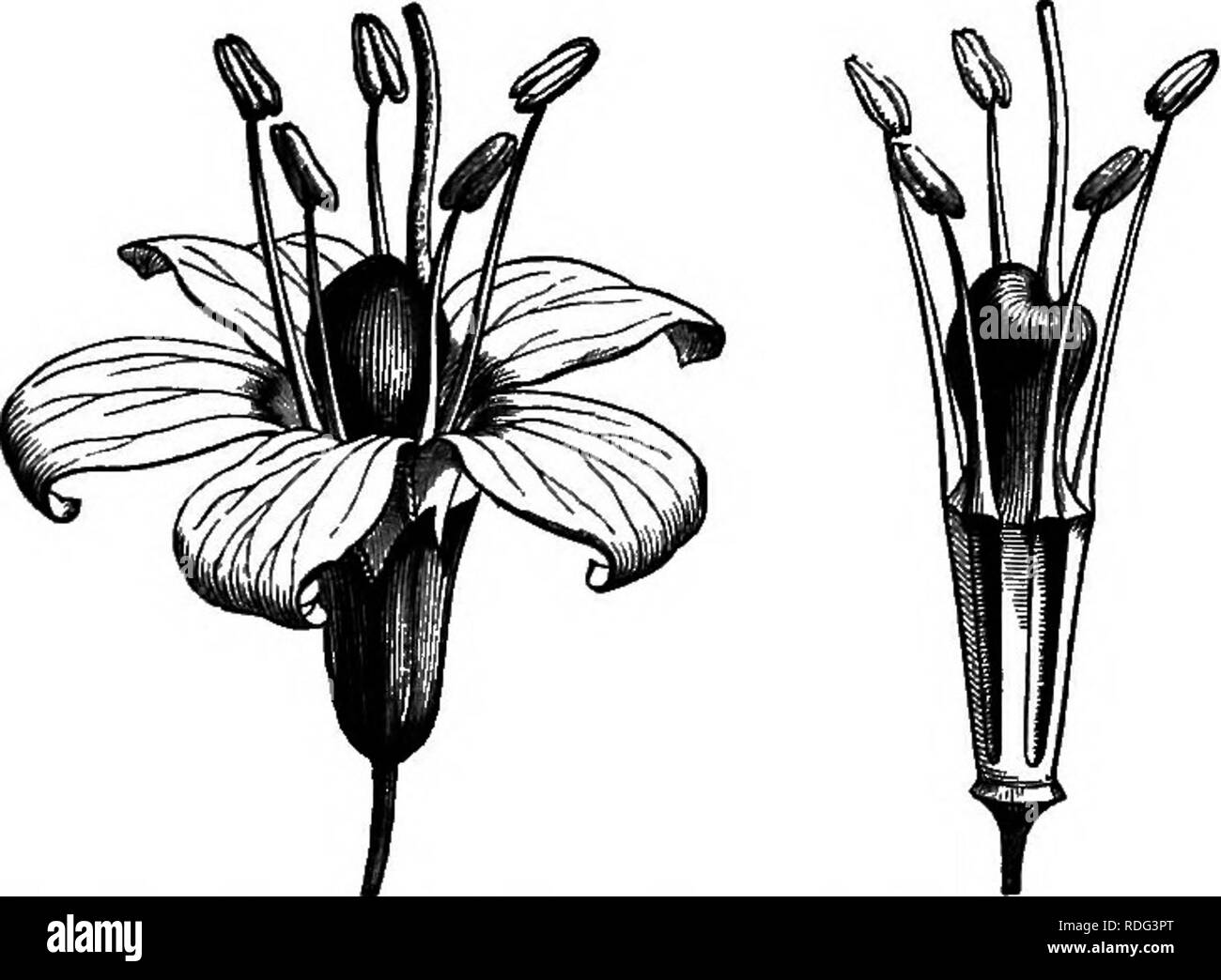 . The natural history of plants. Botany. Kg. 302 Male flower (a). Fig. 303. Longitudinal section of male flower. corolla like Schinus ; and, on the other side, if we only consider the gynseceum of the male flowers, which, although sterile, is formed of four or five carpels ia great part independent, they affect the closest affinities with the Spondias, especially those of the sub-genus Pou- pariia (fig. 258), only dififering from them by a unilocular ovary and Glvta Benghaa.. Please note that these images are extracted from scanned page images that may have been digitally enhanced for readabil Stock Photo