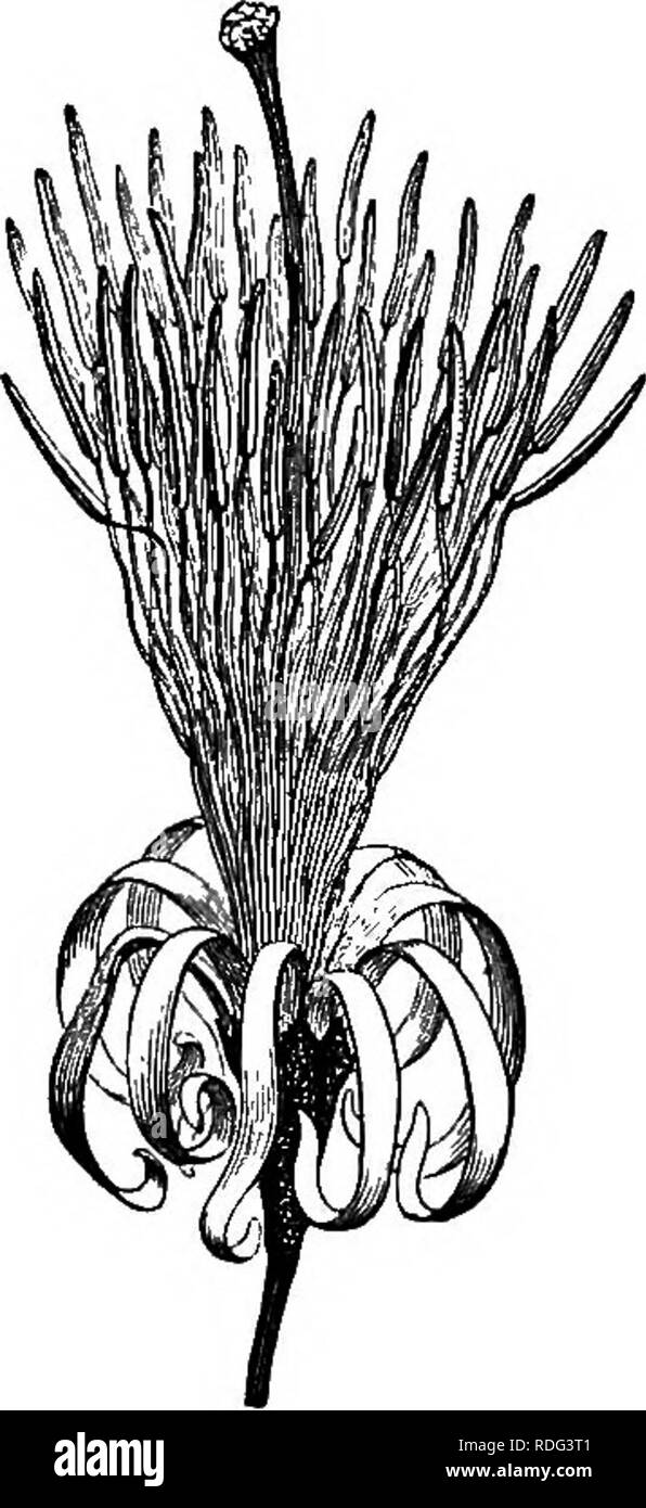 . The natural history of plants. Botany. 272 NATURAL HISTORY OF PLANTS. encloses an inferior ovary and is crowned with an epigynous disk, around which are inserted the calyx, the corolla, and the andrcecium. The calyx, short and superior, has from four to ten teeth with which alternate an equal number of narrow elongate valvate petals, finally reflexed or revolute. The epigynous stamens are the same in Alangmm dtcapetalum.. Please note that these images are extracted from scanned page images that may have been digitally enhanced for readability - coloration and appearance of these illustration Stock Photo