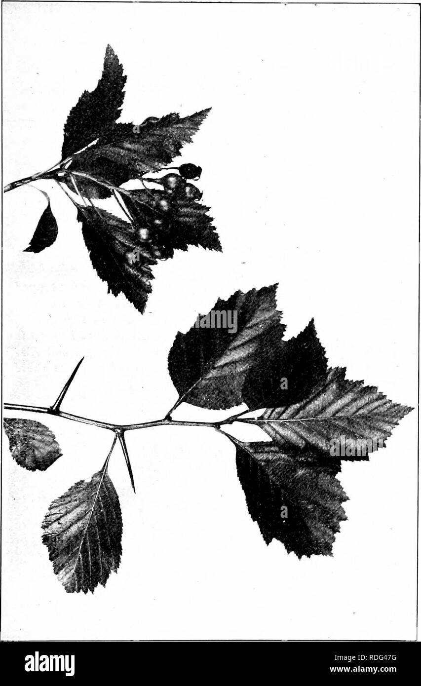. Our native trees and how to identify them; a popular study of their habits and their peculiarities. Trees. BLACK THORN. Sprays of Black Thorn, Crahrgns tomentosa. Leaves 2' to 5' long.. Please note that these images are extracted from scanned page images that may have been digitally enhanced for readability - coloration and appearance of these illustrations may not perfectly resemble the original work.. Keeler, Harriet L. (Harriet Louise), 1846-1921. New York, C. Scribner's Sons Stock Photo