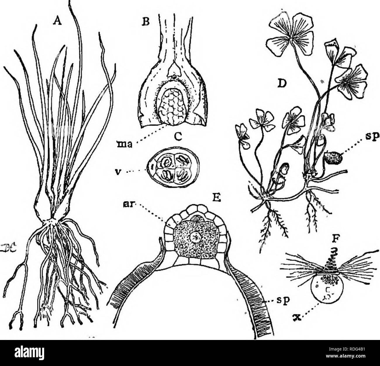 . Lectures on the evolution of plants. Botany; Plants. 150 EVOLUTION OF PLANTS filled with accumulated food substances which serve to supply the developing female gametophyte with food, as the latter does not contain chlorophyll. The gam- etophyte, as in Selaginella, is almost entirely included within the large macrospore, and the formation of the. Fig. 39 (Heterosporoas Ferns). — A, sporophyte of Isoetes echinospora; B, a single leaf showing the enlarged base bearing a single macrosporan- gium, ma; the mlcrosporangia are much the same; C, a germinated microspore with the contained gametophyte Stock Photo