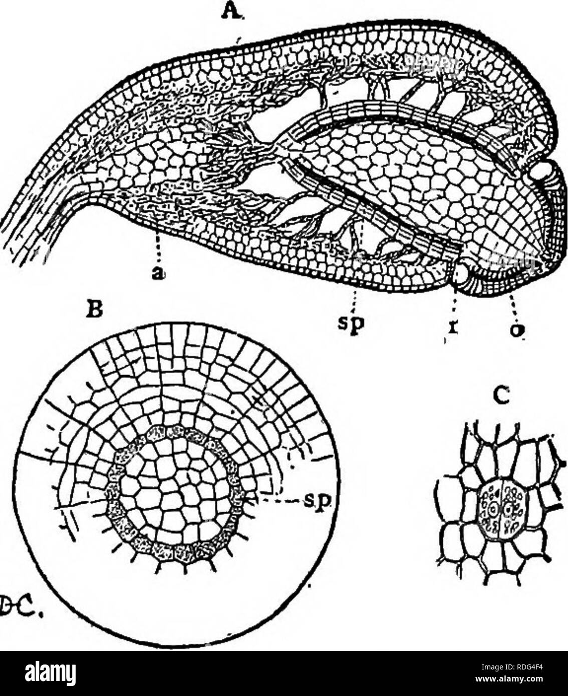 . Lectures on the evolution of plants. Botany; Plants. MOSSES AND LIVERWORTS 117 (Fig. 30, A, a) is composed mainly of a spongy green tissue which is also present in the upper part of the capsule, surrounding the large air-spaces between the sporogenous tissue and the outer part of the capsule. This green tissue recalls the &quot; mesophyll &quot; or spongy green tissue in the leaves of the higher plants, and like the mesophyll communicates with the outside atmos- phere by stomata. In a few cases, this basal part of the capsule (apophysis) is a very much enlarged spe- cialorgan, comparable phy Stock Photo