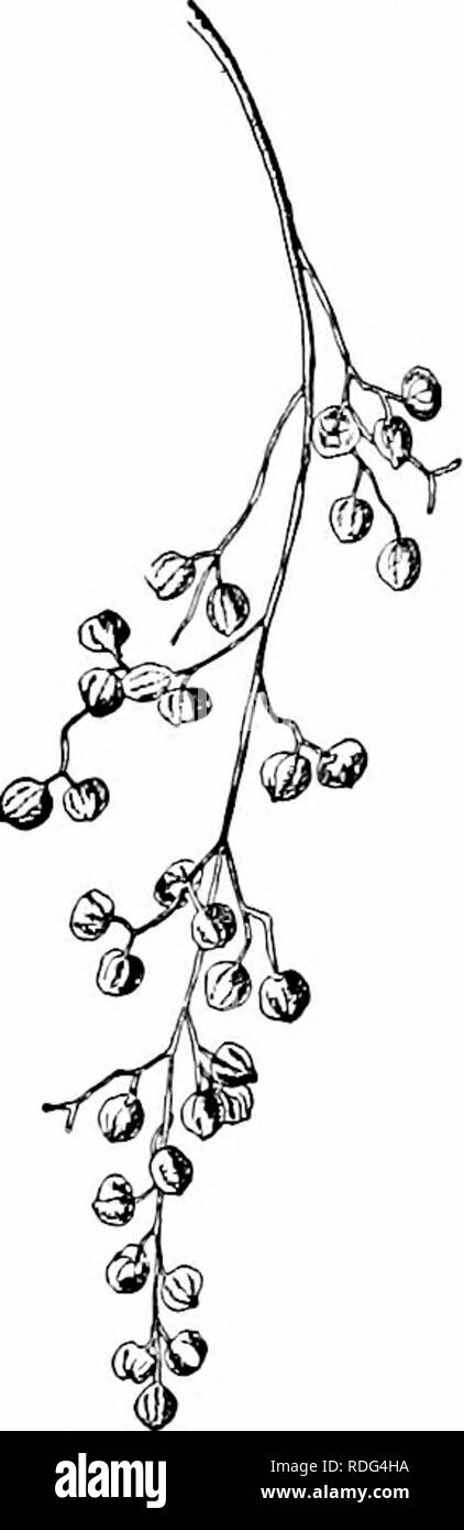 . Our native trees and how to identify them; a popular study of their habits and their peculiarities. Trees. SUMACH FAMILY POISON SUMACH. POISON DOGWOOD R/nh z'}-fiix. R/nh I'iUi'ndin. A small tree, eighteen to twenty feet hiyh, with acrid, milky, poison- ous juice which turns black on exposure. The head is round and narrow and the branches slender and rather pendulous ; often it is simply a shrub. Small branches and young stems pithy. Bark.—Smooth, light or dark gray, slightly striate. Branchletsare smooth, reddish brown, covered with small, orange colored, lenticular spots : later they beco Stock Photo
