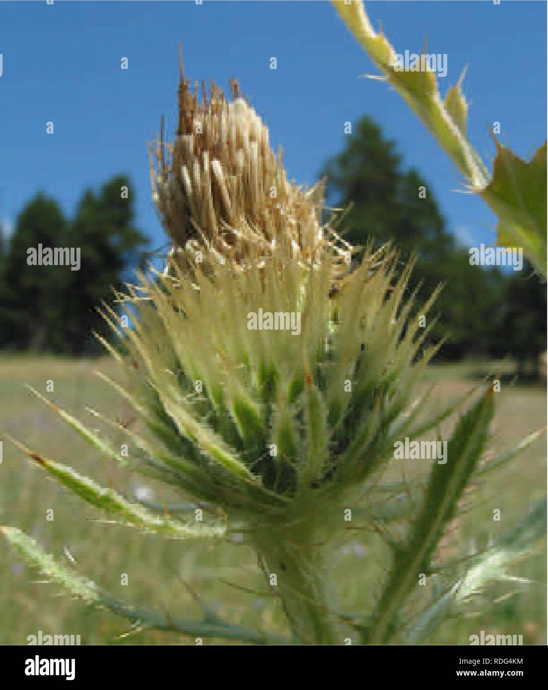 . Range-wide status assessment of cirsium longistylum (long-styled thistle) . Cirsium longistylum; Cirsium; Long-styled thistle; Endemic plants; Rare plants. Leaves linear-lanceolate, base not decurrent, length about 10 times the width, to 15 cm long, 1.5 cm wide, lobed to 1/3 width, or less, the smaller upper leaves essentially entire, lobes ovate, often irregular with numerous fine marginal spines to 5 mm long. Leaves gray-green, lightly arachnoid above, white, villous below. Flower heads 3 cm high, 2.5 cm wide. Arrangement of heads variable and not exclusively in a close terminal cluster, b Stock Photo