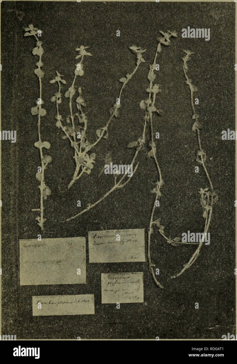 . Eesti Looduseuurijate Seltsi aastaraamat. Natural history. ä?9 M. propinquum Fisch. et Mey., M. catariaefolium Desr. h M. plumosum C. A. Meyer. M. persicum C. A. Meyer, kot. mh4 ^OBejiocL mjWTh no no^JiHHHOMy 3K3eMiuiiipy K. A. Meflepa (cm. pnö. 9), npe^CTaBJTHeTx COÕOK) flCHO BbipaHeHHHH H BnOJIH* OÕOCOÖJieiJHLIH OTT&gt; BCixi&gt; OCTaJIL- Htixt npe,a,CTaBHTejieH po^a Marrubium L. bh^t,. Ha 9THKeTKi no^- jiHHHaro 3K3eMnjinpa K. A. Meiiepa, xparamarocfl bt&gt; repöapiaxi.. Phc. 9. M. persicum C. A. Meyer, no BKseMiuiapaM-L, coõpaHHbiMi* caMiiMT» K. A. M e h e p o m l. Herb. Petrop. HMiiepaTo Stock Photo