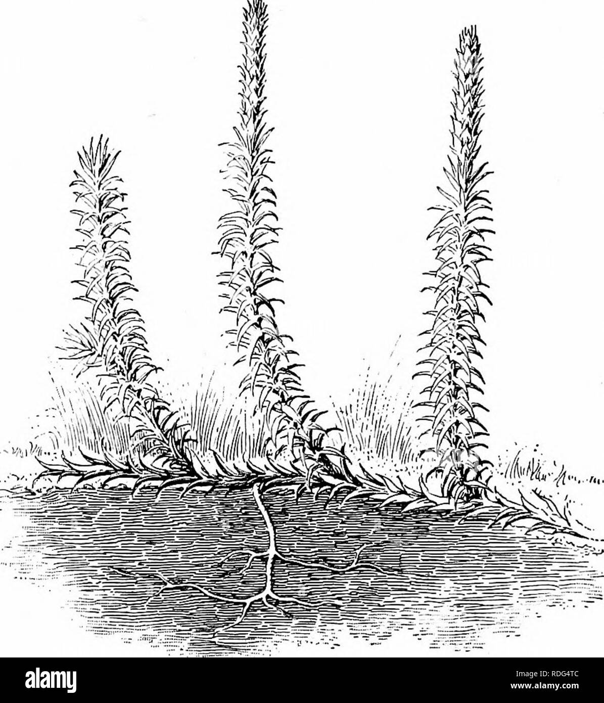 . Essentials of botany. Botany; Botany. 292 ESSENTIALS OF BOTANY 373. Form and Structure. — The general appearance of many species of Lycopodium is very similar to that shown in Fig. 213. Selaginella is most familiar to people who are not botanists from the species often grown in greenhouses.. Fig. 213. Plant of Lycopodium {L. annotiniim). It has somewhat the appearance of a large leafy moss-plant, with the leaves arranged in four rows. The structure of the stems and leaves of the club- mosses is somewhat complex. They have well-developed fibro-vascular bundles with sieve-tubes. 374. Reproduct Stock Photo