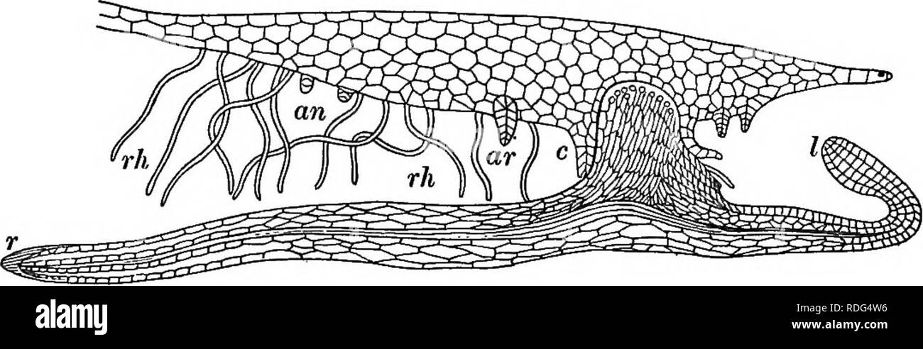 . Essentials of botany. Botany; Botany. 284 ESSENTIALS OF BOTANY (b) Fully formed prothallia (Fig. 205) with antheridia, arche- gonia, and rhizoids. These may best be seen with l.p. in a prothal- lium that has been held by delicate forceps and washed with a gentle stream of water from a wash-bottle. The prothallium should then be mounted, bottom side up, in a concave ground-slide and examined as an opaque object and also by transmitted light. (c) Prothallia which are developing young fern-plants (Fig. 206). In some of these study with h.p. the distribution of the chlorophyll. Tig. 206. Develop Stock Photo