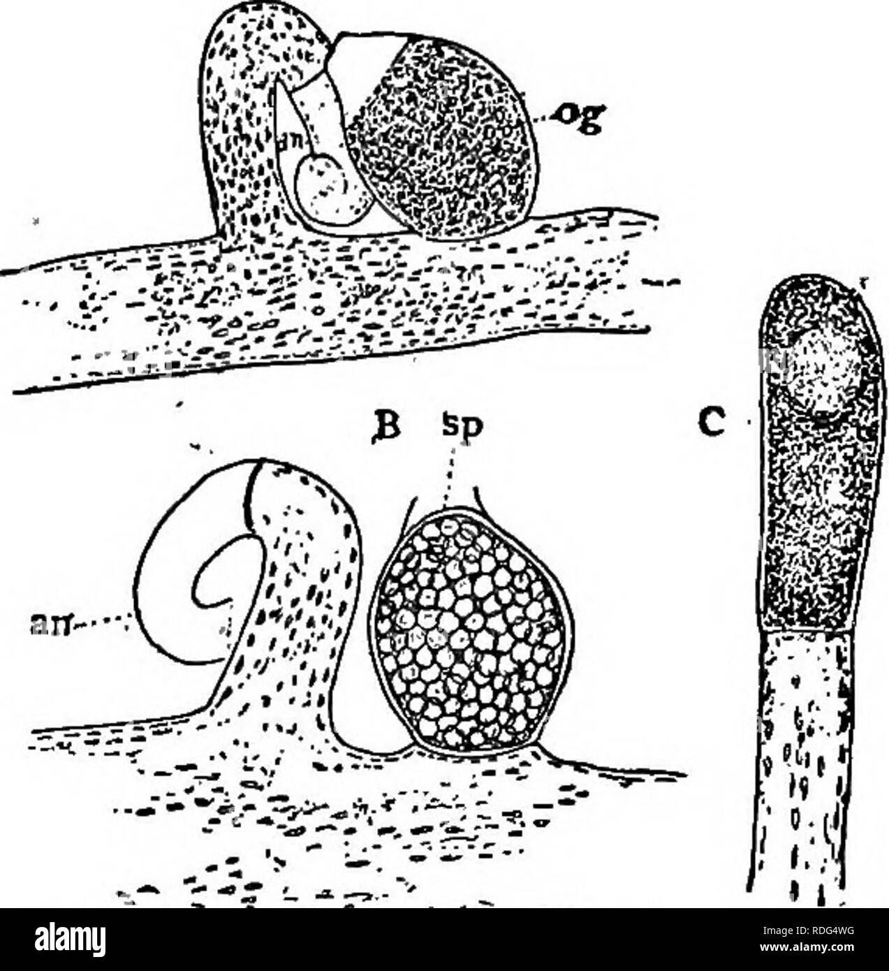 Protococcaceae hi-res stock photography and images - Alamy