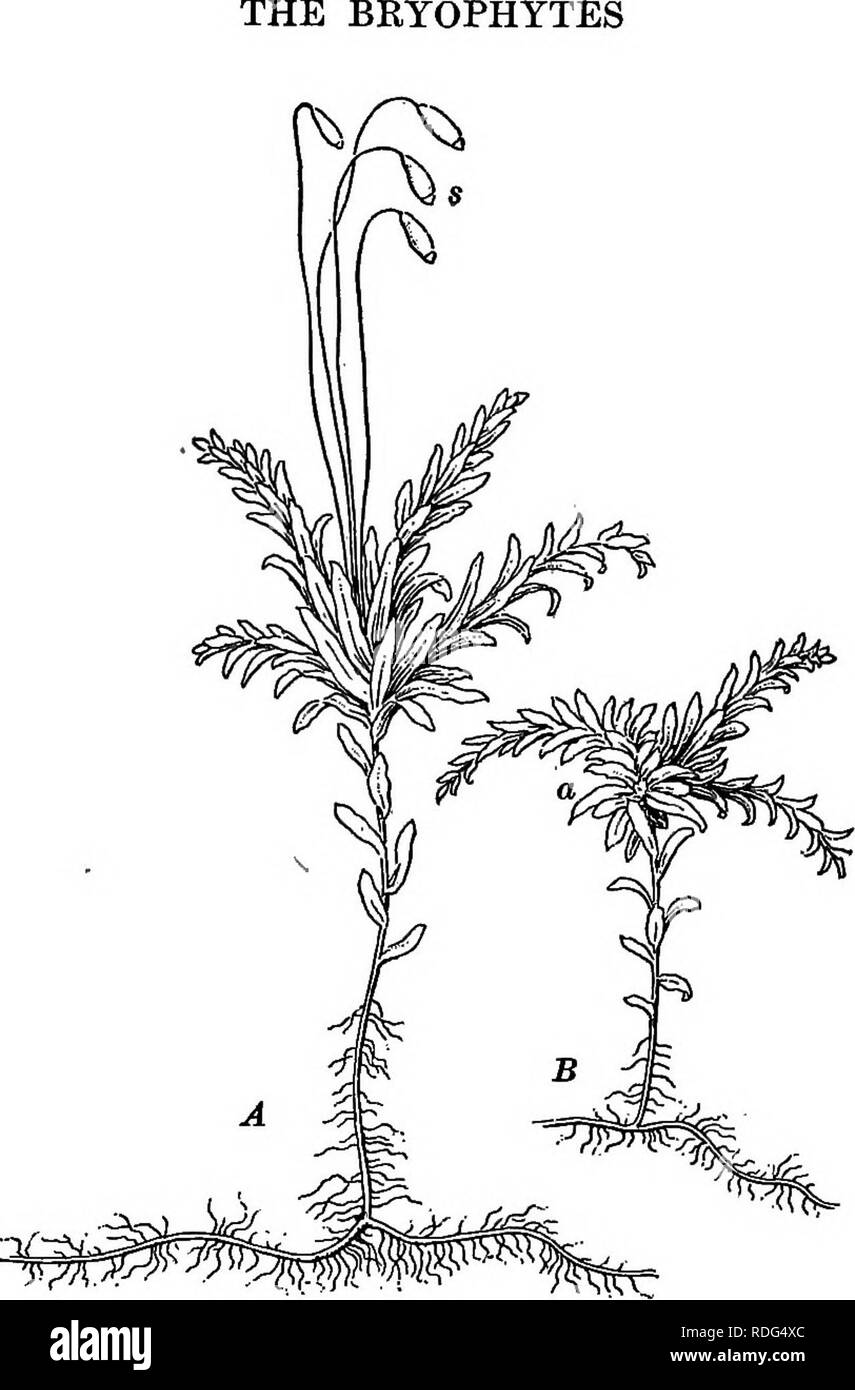 . Essentials of botany. Botany; Botany. 273 Fig. 198. Mnium undulatum, a Moss. A, female plant with four spore-capsules s; B, male plant with antheridia at a. 352. Gross Structure of the Complete Moss-Plant Procure a leafy plant with a capsule growing from it and note: (a) The stem. Is it branched or unbranched ? (V) The leaves. How arranged? (c) The rhizoids. (d) The sporophyte, or spore-bearing plant, with a slender stalk bearing the capsule. Draw the leafy plant with the sporophyte x 2.. Please note that these images are extracted from scanned page images that may have been digitally enhanc Stock Photo