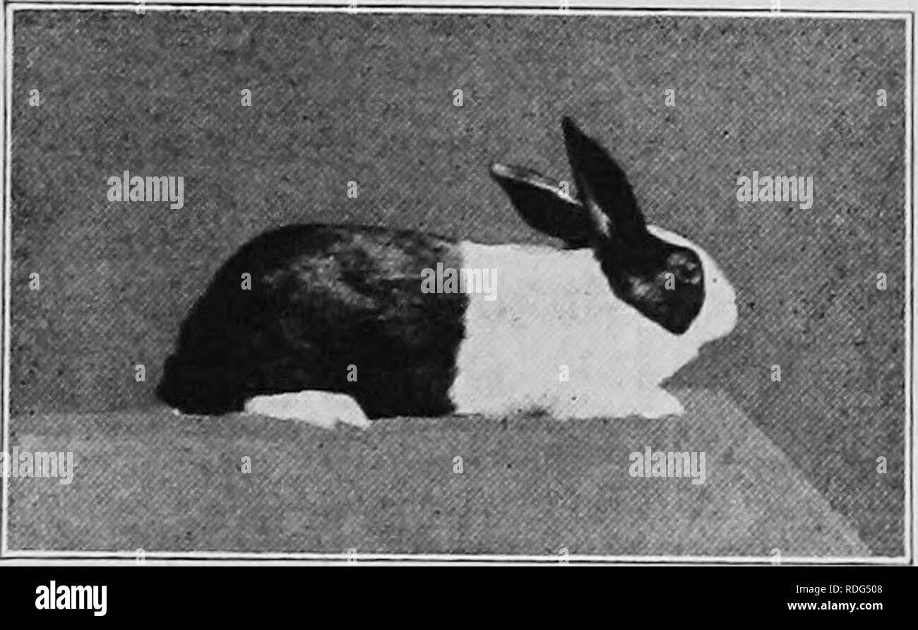 . Breeding and care of rabbits for exhibition and market. Rabbits. FOR ...