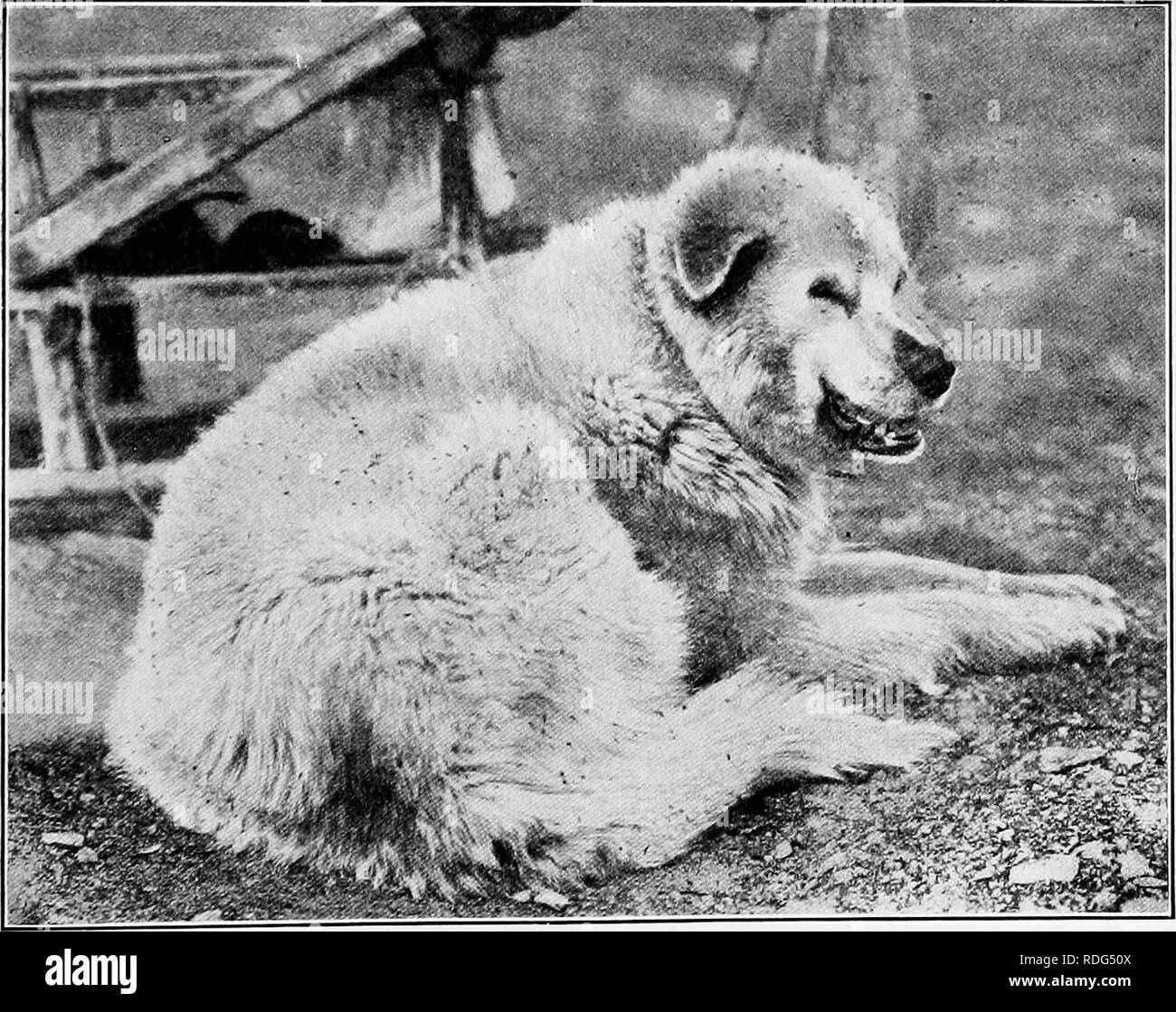 . Report of the Canadian Arctic Expedition 1913-18. Scientific expeditions. Fig. 1. Fly on Dryas flowers. Bernard harbour, Northwest Territories. July 1915. (Photo by G. H. WiJkins.). Fig. 2. Mosquitoes attacking dog:. Bernard harbour. July 6, 1915. (Photo by G. H. Wilkins.). Please note that these images are extracted from scanned page images that may have been digitally enhanced for readability - coloration and appearance of these illustrations may not perfectly resemble the original work.. Canadian Arctic Expedition (1913-1918). Ottawa, F. A. Acland, Printer to the King Stock Photo