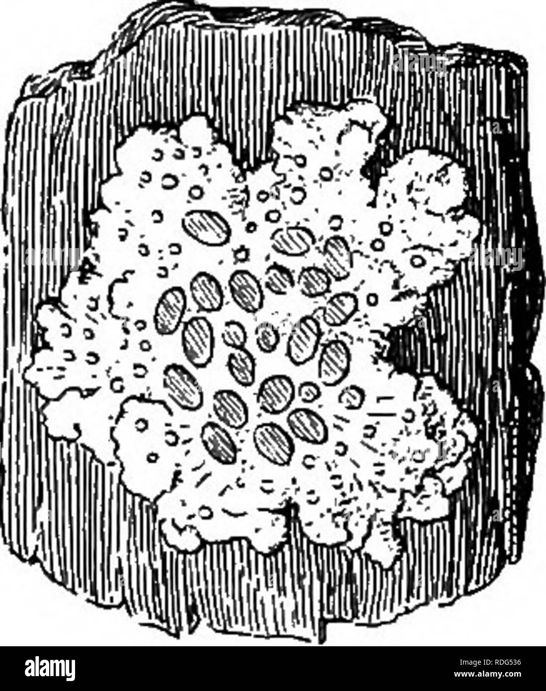. Essentials of botany. Botany; Botany. 254 ESSENTIALS OF BOTANY. Fig. 178. A Lichen (Xantkoria). (Natural size.) sufSciently distinct so that lichens are best considered by themselves for purposes of study and classification. The relation of the fungus and its algal host is not that of destructive parasitism, but rather a mutual rela- tion (symbiosis) in which both fungus and alga may have a vigorous growth. The relationship has been investi- gated in various ways, and it has been found that, while the alga may thrive independent of the fungus, the ger- minating fungus spores can grow only to Stock Photo