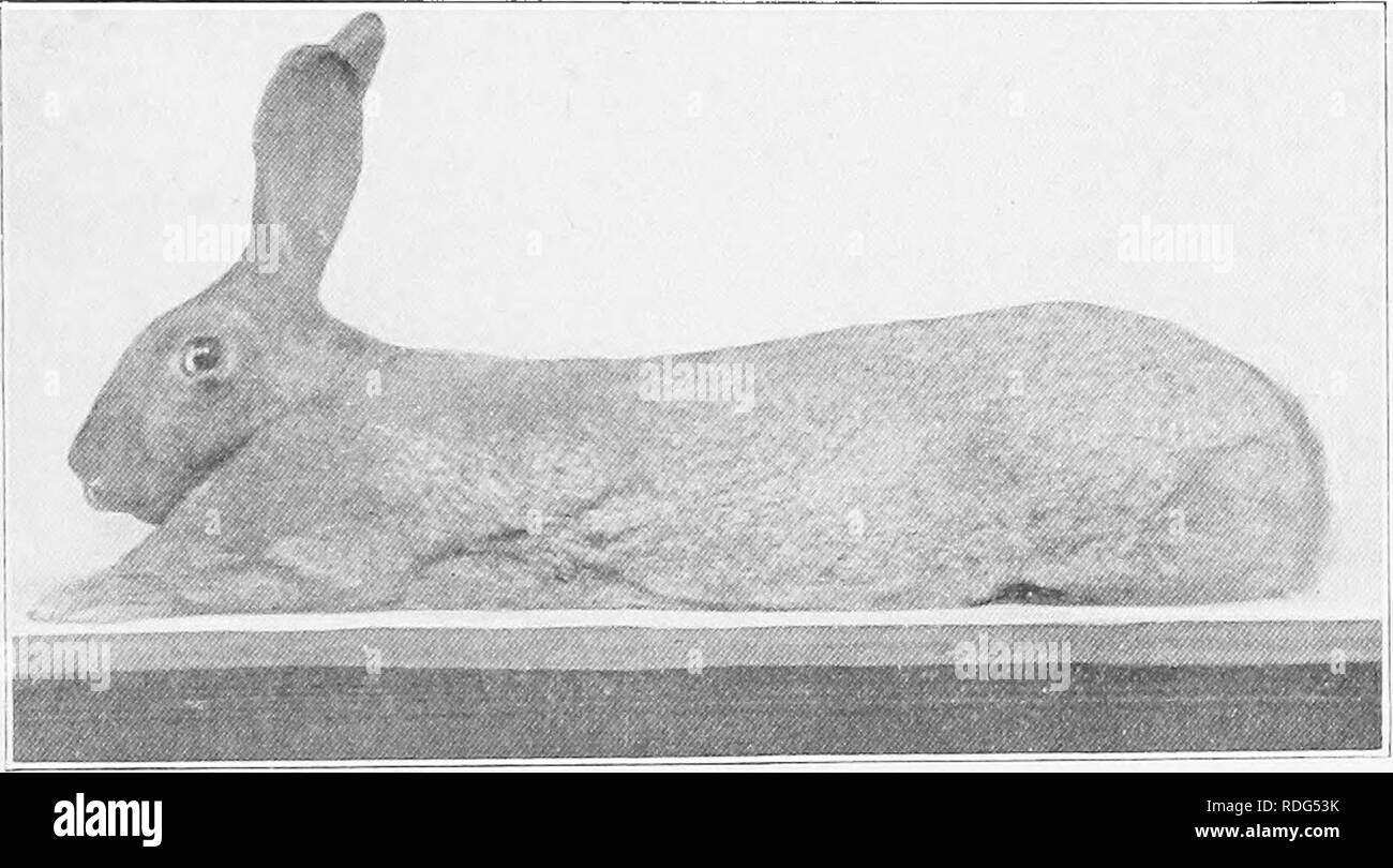Flemish giant standard of cheap perfection