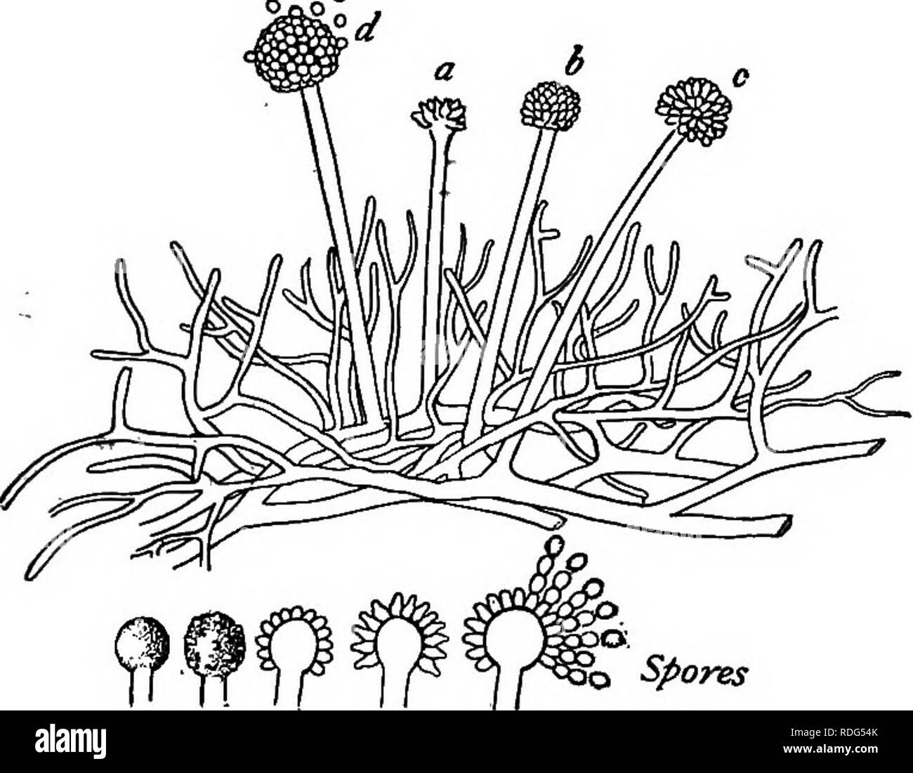 . Essentials of botany. Botany; Botany. THE FUNGI 251 potassium hydrate some time before they are to be examined. In the mycelial threads note: (a) The color (if any). (6) The mode of branching. (c) The presence or absence of cross-partitions. Draw. II. CONIDIA. Examine with h.p. a slide prepared as in I, and note: (a) The size, shape, and color of the conidia. (6) The manner in which the conidiar-bearing branches are. Tig. 175. A Colony of Aspergillus, a Sac Fungus, one of the Com- mon Molds, showing Mycelium and Spore-Clusters. The lower figures show in detail the method of spore formation.  Stock Photo