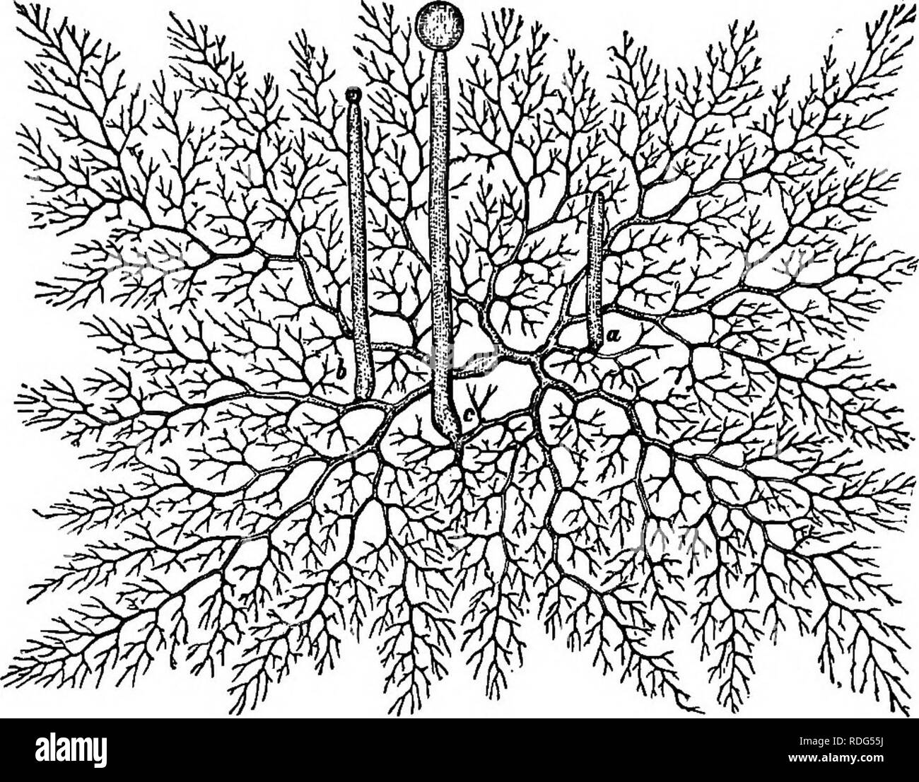 . Essentials of botany. Botany; Botany. THE FUNGI 247 (i) The root-like branches, or rMzoids, which proceed from some hyphae into the bread or other substratum. (c) Theipresence or absence of transverse partitions in the hyphse.. Fig. 172. Unicellular Mycelium of a Mold (Mucor Mucedo), sprung from a Single Spore. a, b, and c, branches for the production of spore-eases, showing various stages of maturity. (Considerably magnified.) (rf) The granular protoplasm, more abundant in some parts of the hyphse than in others. Make one or more drawings to show the points above mentioned (a-d). 320. Repro Stock Photo