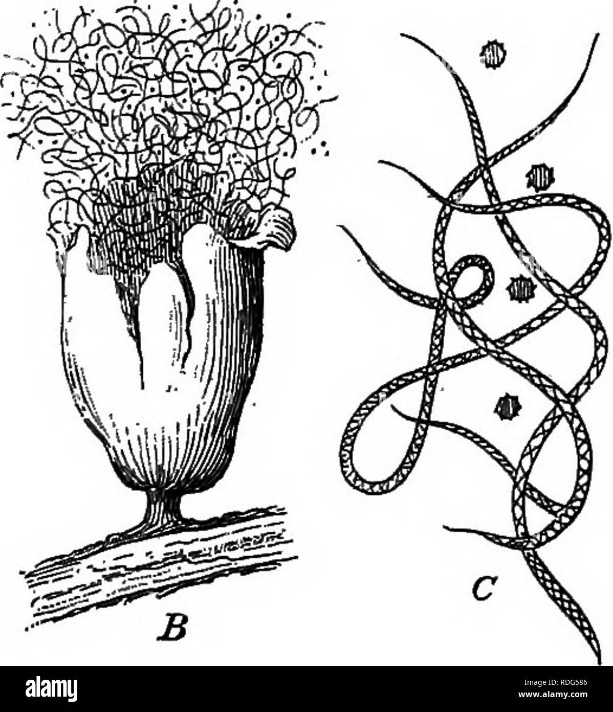 . Foundations of botany. Botany; Botany. TYPES OF CEYPTOGAMS; THALLOPHYTES 237 of a central column. Have any of the branches free tips 1 With a power of 250 or more examine the spores. A much higher power may be used to advantage. Describe the surface of the spore. THE STUDY OF BACTERIA 263. Occurrence. — &quot; Bacteria may occur anywhere but not every- where.&quot; In water, air, soil, and almost any organic substance, living. Pig. 173. — Spore-Cases of Slime Moulds. A, a group of spore-caaes of Arcyria; B, a spore-case of Trichia, bursting open and exposing its spores to the wind, x 20; C,  Stock Photo