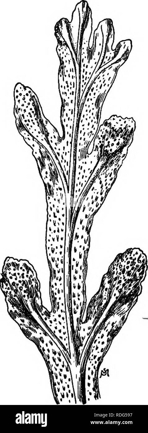 . Essentials of botany. Botany; Botany. THE AhGM 231 296. Gross ...