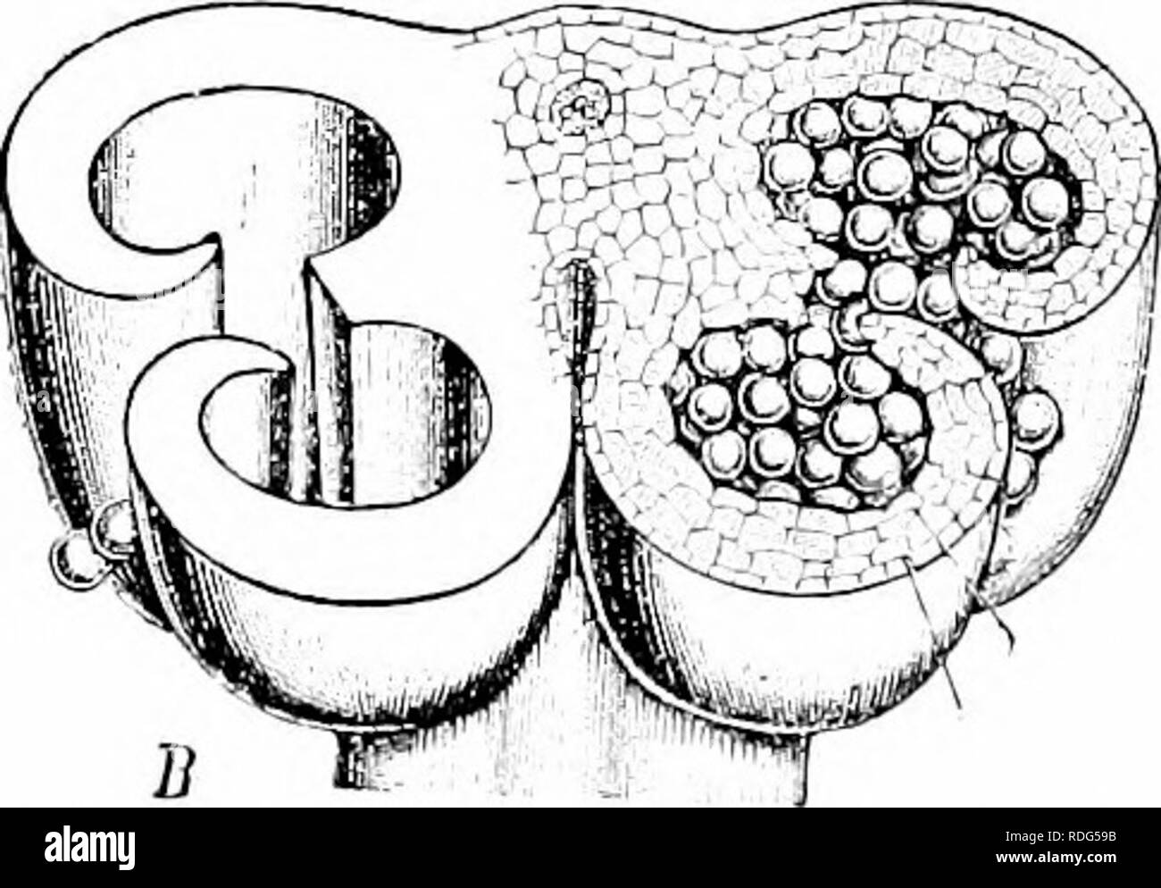 . Plant studies; an elementary botany. Botany. Piii. 321. Diagrammatic cross-sections of anthers: A, younger stage, showing the four imbedded sporangia, the contents of two removed, but the other two con- taining pollen mother cells ipvi) surrounded by the tapetum it] B, an older stage, in which the microspores (pollen grains) are mature, and the pair of sporangia on each side are merging together to form a single pollen-sac with longitudinal dehiscence.—After Baii.lon and Luerssen. therefore a composite of sporophyll and sporangia and is often of uncertain limitation. Such a term is convenie Stock Photo