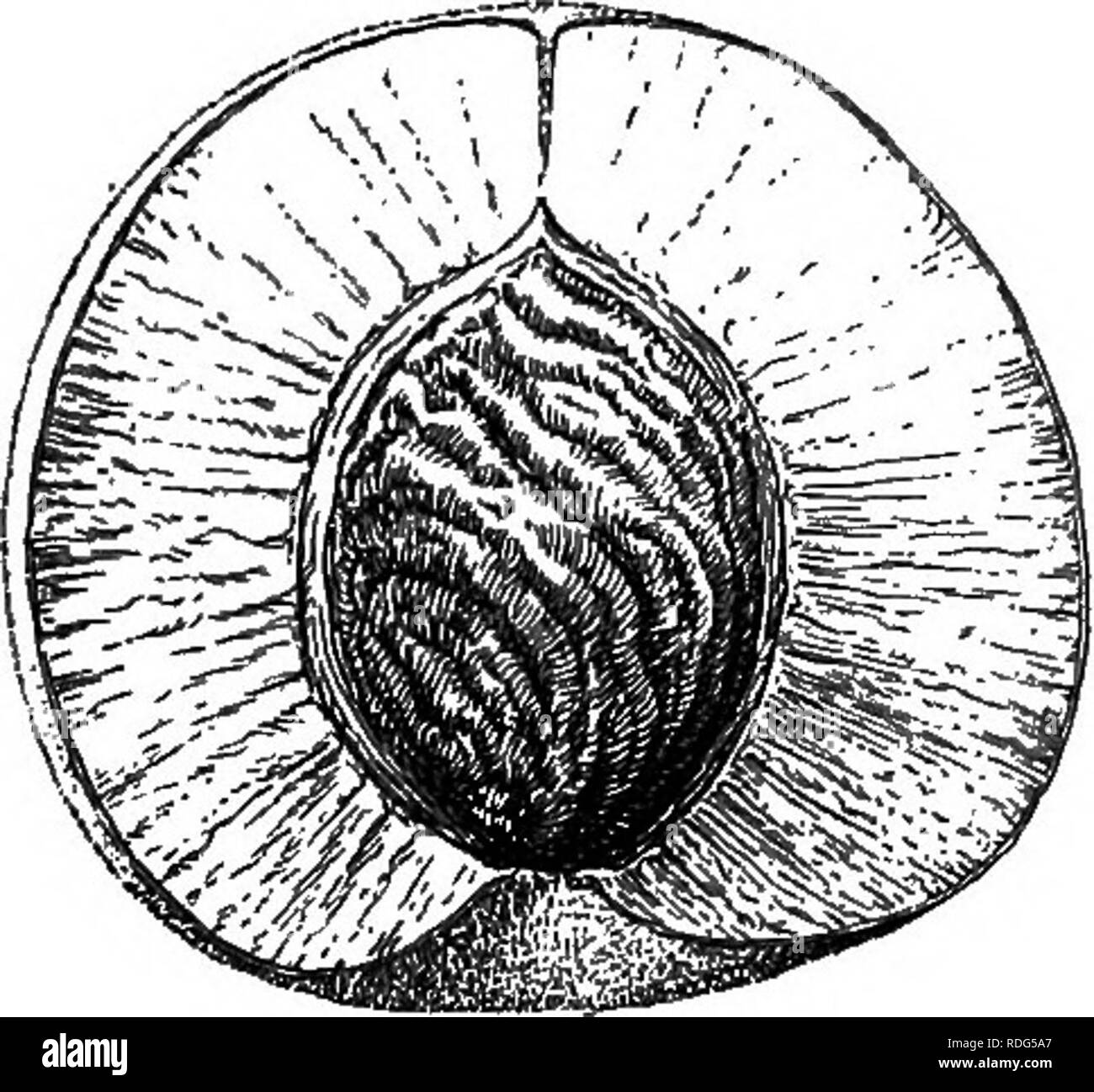 Apricot ovary hi-res stock photography and images - Alamy