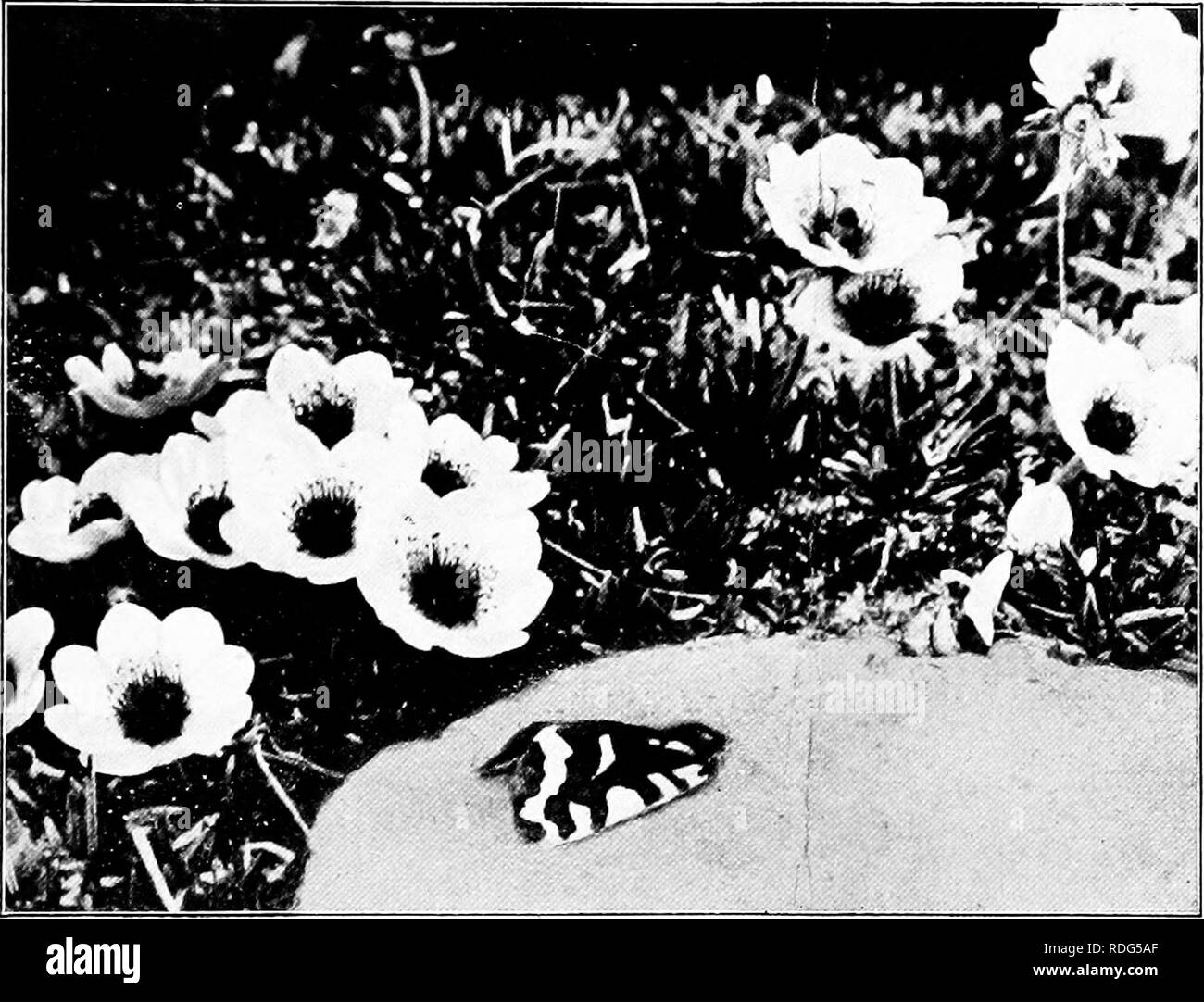 . Report of the Canadian Arctic Expedition 1913-18. Scientific expeditions. Dryas octopeiala, Bernard harbour, Northwest Territories, July 9, 1915; Hyphoraia festiva, male, at rest on rock in foreground (Photo by G. H, Wilkins.) 6599i—To face p. SSj. Please note that these images are extracted from scanned page images that may have been digitally enhanced for readability - coloration and appearance of these illustrations may not perfectly resemble the original work.. Canadian Arctic Expedition (1913-1918). Ottawa, F. A. Acland, Printer to the King Stock Photo