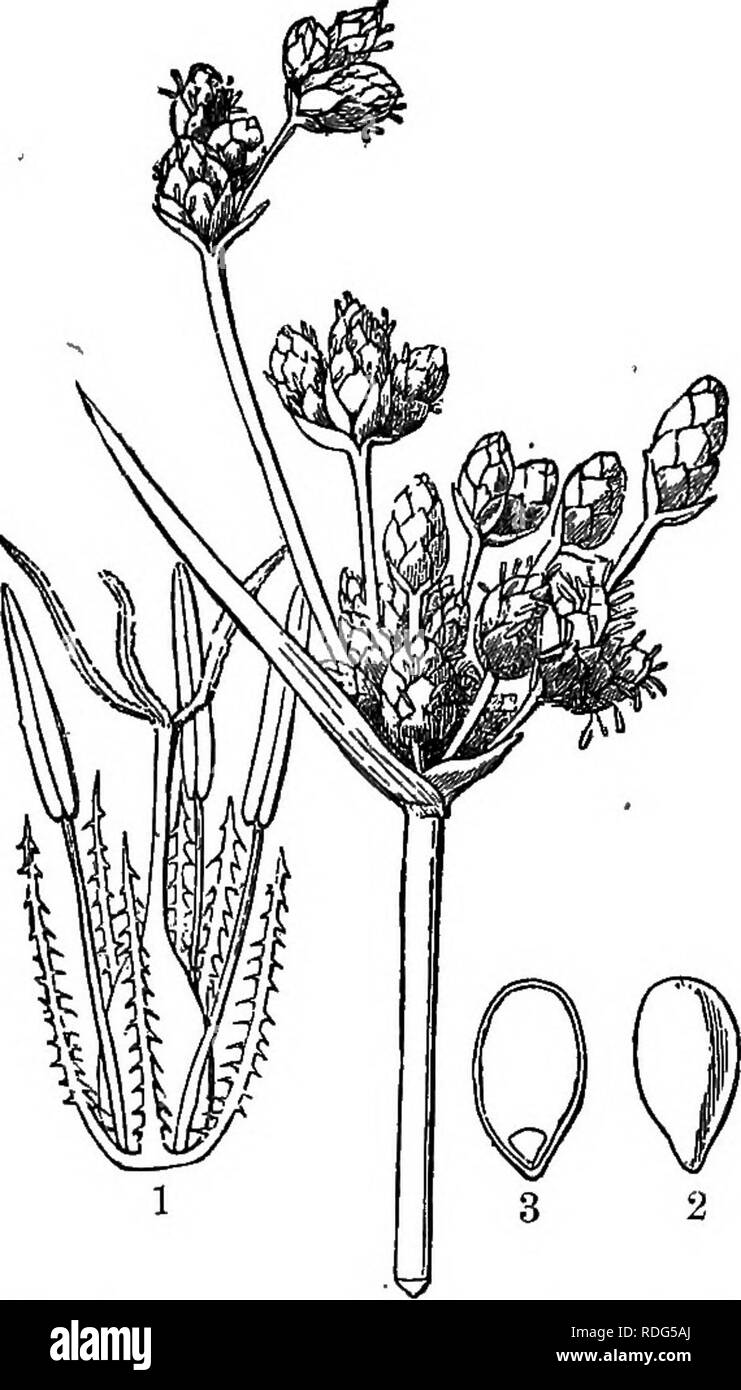 . Elements of botany. Botany; Botany. MONOCOTYLBDONOUS PLANTS. 11 The general appearance of a common sedge may be learned from. Eig. 33; and the flower-cluster and the flower under- stood from an inspection of Fig. 212. The species are even more difficult to determine than those of grasses.. Fig. 212. — Inflorescence, Flower and Seed of a Sedge. (Great Bulrusli, Scirpus lacustris.) 1, magnified flower, surrounded by a perianth of liypogynous bristles; 2, the seed ; 3, section of tiie seed, showing the small embryo enclosed in the base of the albumen. aracejE, arum family. Perennial herbs, with Stock Photo