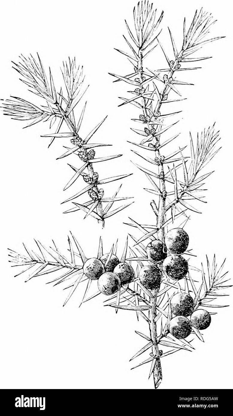 . Plant studies; an elementary botany. Botany. Fig. 318. The common juniper (Juniperiis comminnA; tbe branch to the left bearing stiiminutc fe^trobili; that to the vi.L'-br bearinti ptaininate strobili al30-e and carpel- hite strobili below, which latter have matured into the fleshy, berry-like fruit. —After lJi;i;G and Schmidt.. Please note that these images are extracted from scanned page images that may have been digitally enhanced for readability - coloration and appearance of these illustrations may not perfectly resemble the original work.. Coulter, John Merle, 1851-1928. New York, D. A Stock Photo