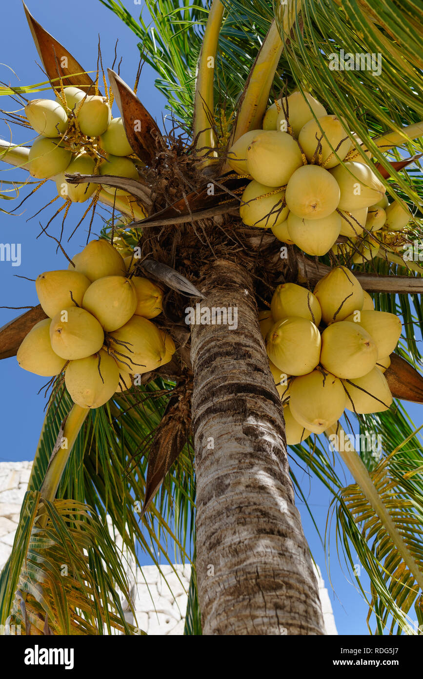 vertical view looking up at yellow coconuts on a tree Stock Photo
