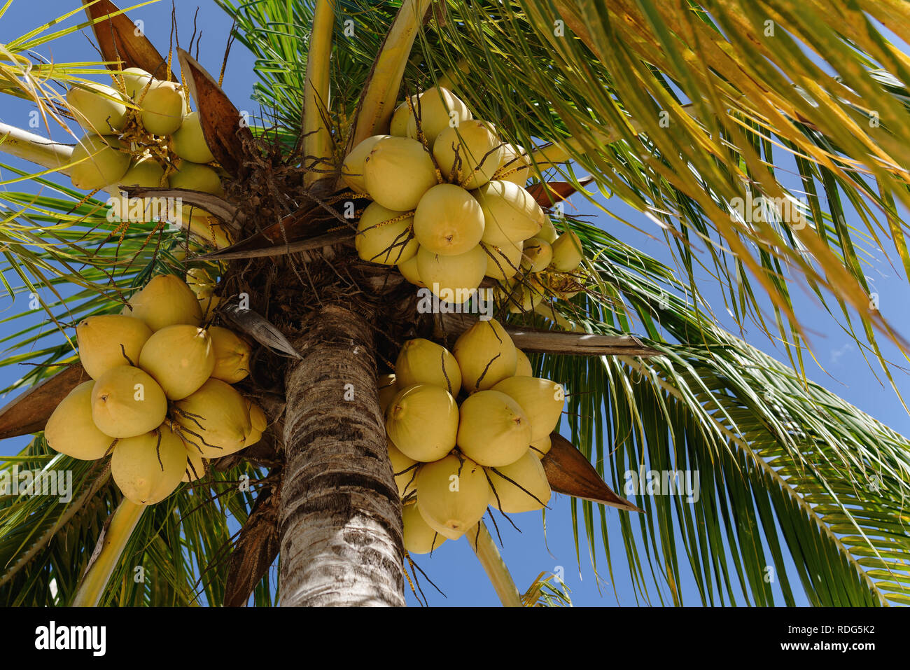 yellow coconuts on the tree with bright blue sky behind horizontal view Stock Photo
