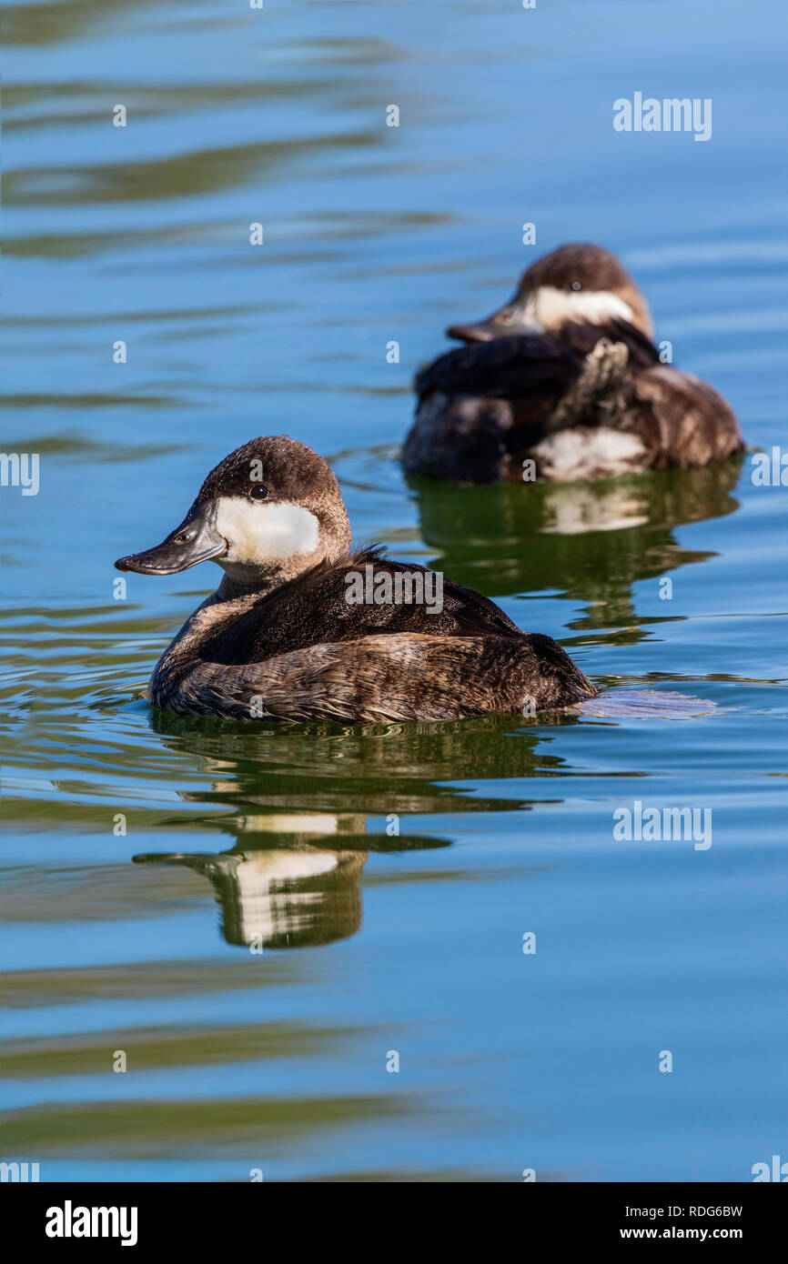 Ruddy Duck  Oxyura jamaicensis Fountain Hills, Maricopa County, Arizona, United States 9 December 2018    Adult Males    eclipse plumage      Anatidae Stock Photo