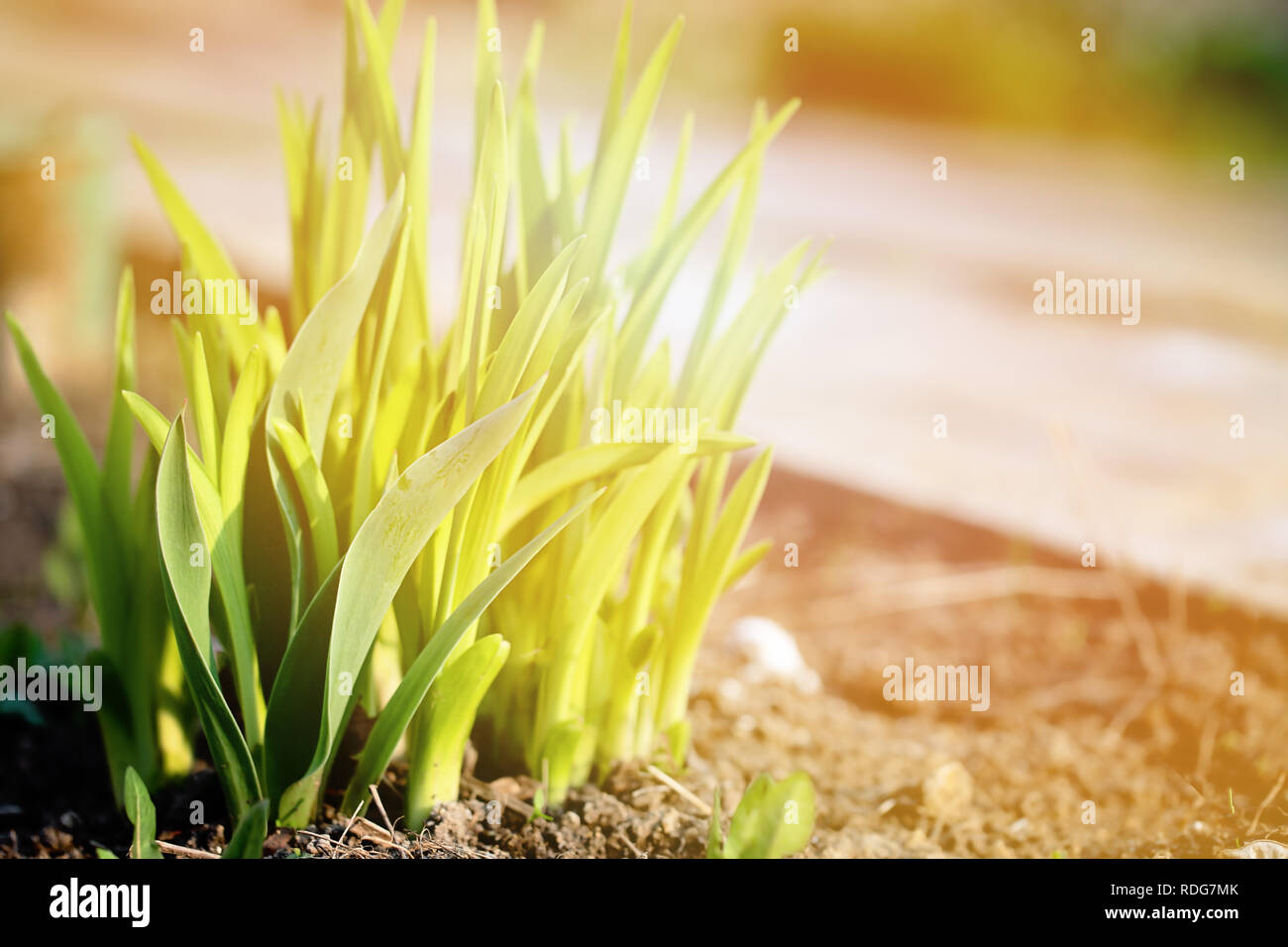 Young leaves of a daylily on a spring bed Stock Photo