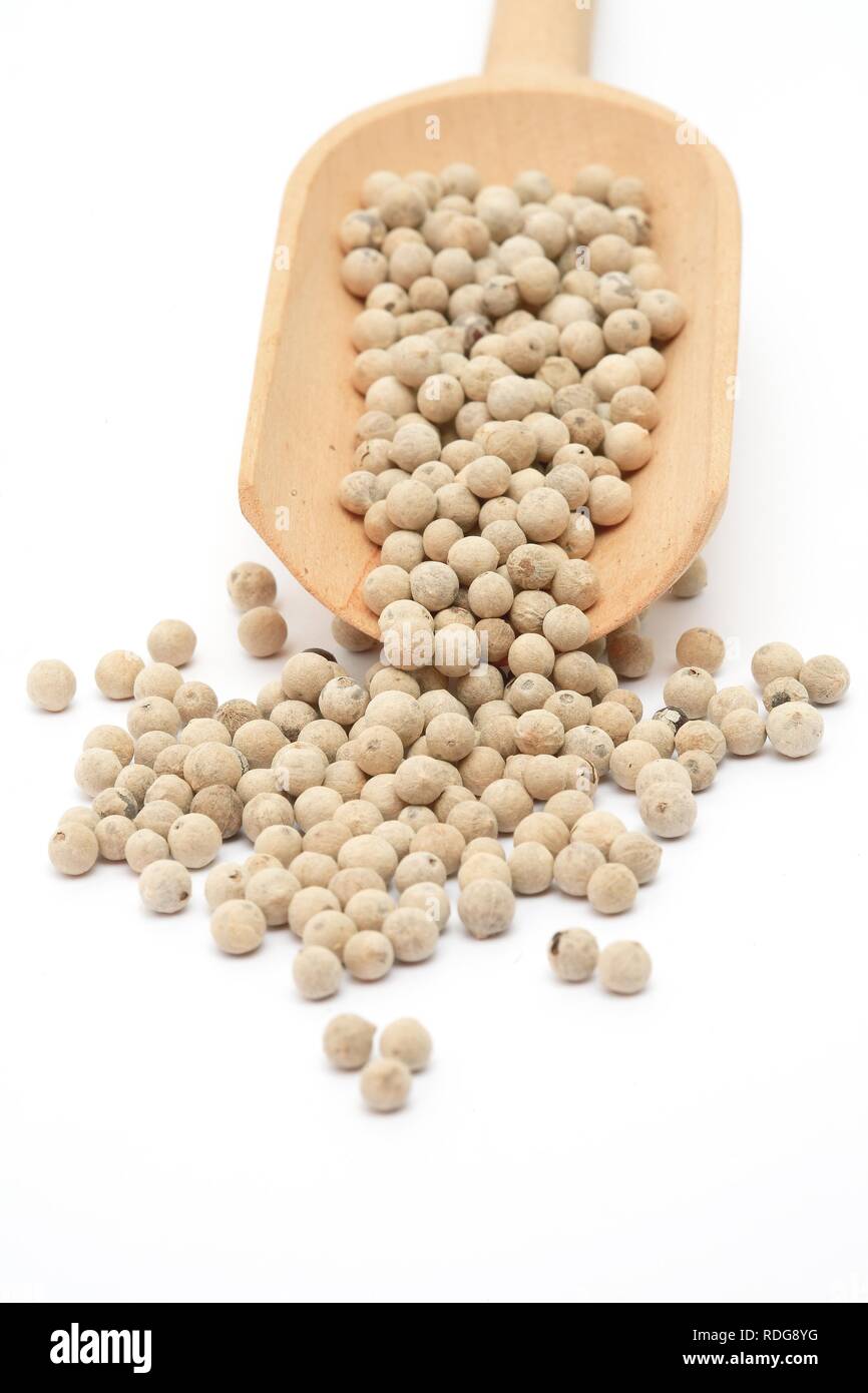 Peeled White Pepper (Piper nigrum), spice Stock Photo