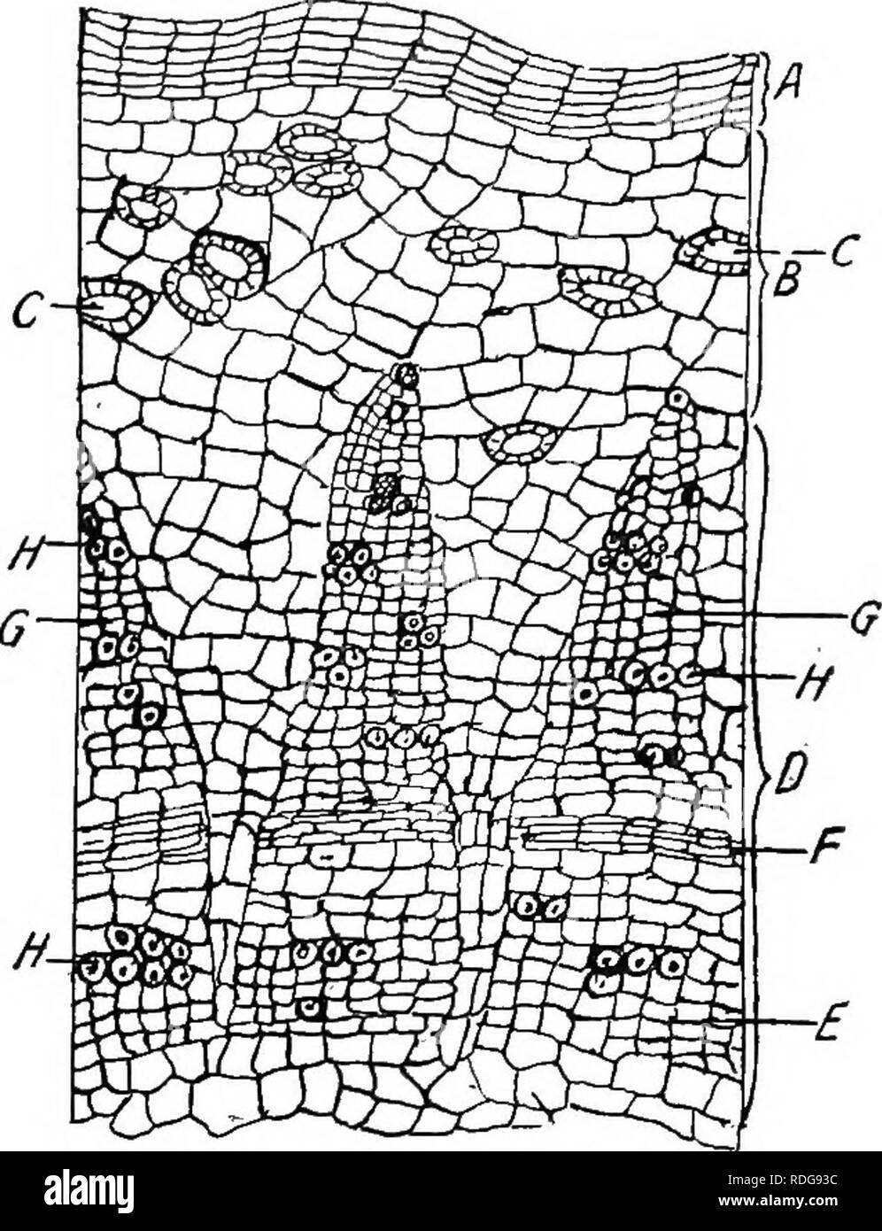 Cork cambium Black and White Stock Photos & Images Alamy