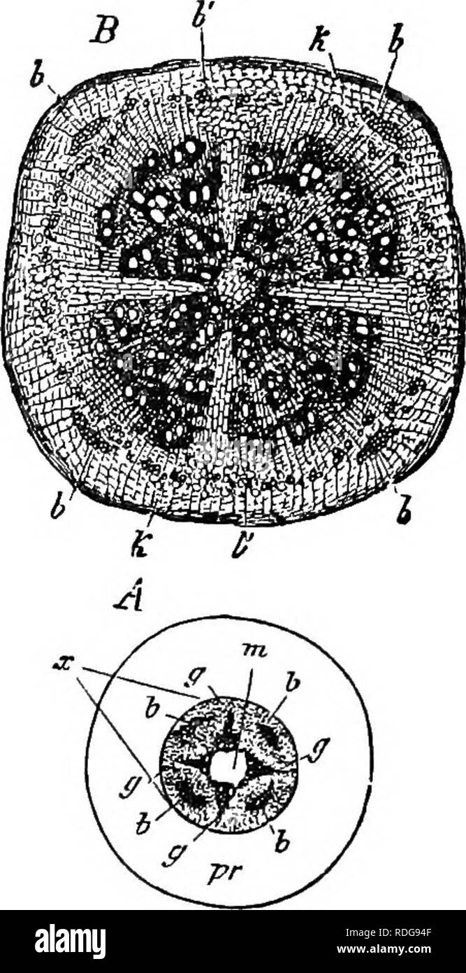 . Pharmaceutical botany. Botany; Botany, Medical. THE BUD 19 flattened