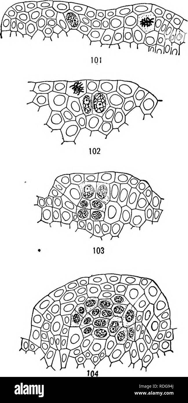 . Morphology of gymnosperms. Gymnosperms; Plant morphology. ii8 MORPHOLOGY OF GYMNOSPERMS ened, and the layers between the epidermis and the spores disorganize, as in the sporangia of ferns. Two rows of elongated thin-walled cells bordered by cells with thick walls give the de- hiscence much the appear- ance of that of Angiopteris. The formation of micro- spores from the mother cell has been described by JtiRANYi (5) and by Miss F. Grace Smith (56) for Ceratozamia, and by Teetjb (11) for Zamia muricata. With the appearance of the cell plate in the first divi- sion, a ringlike thickening of cel Stock Photo