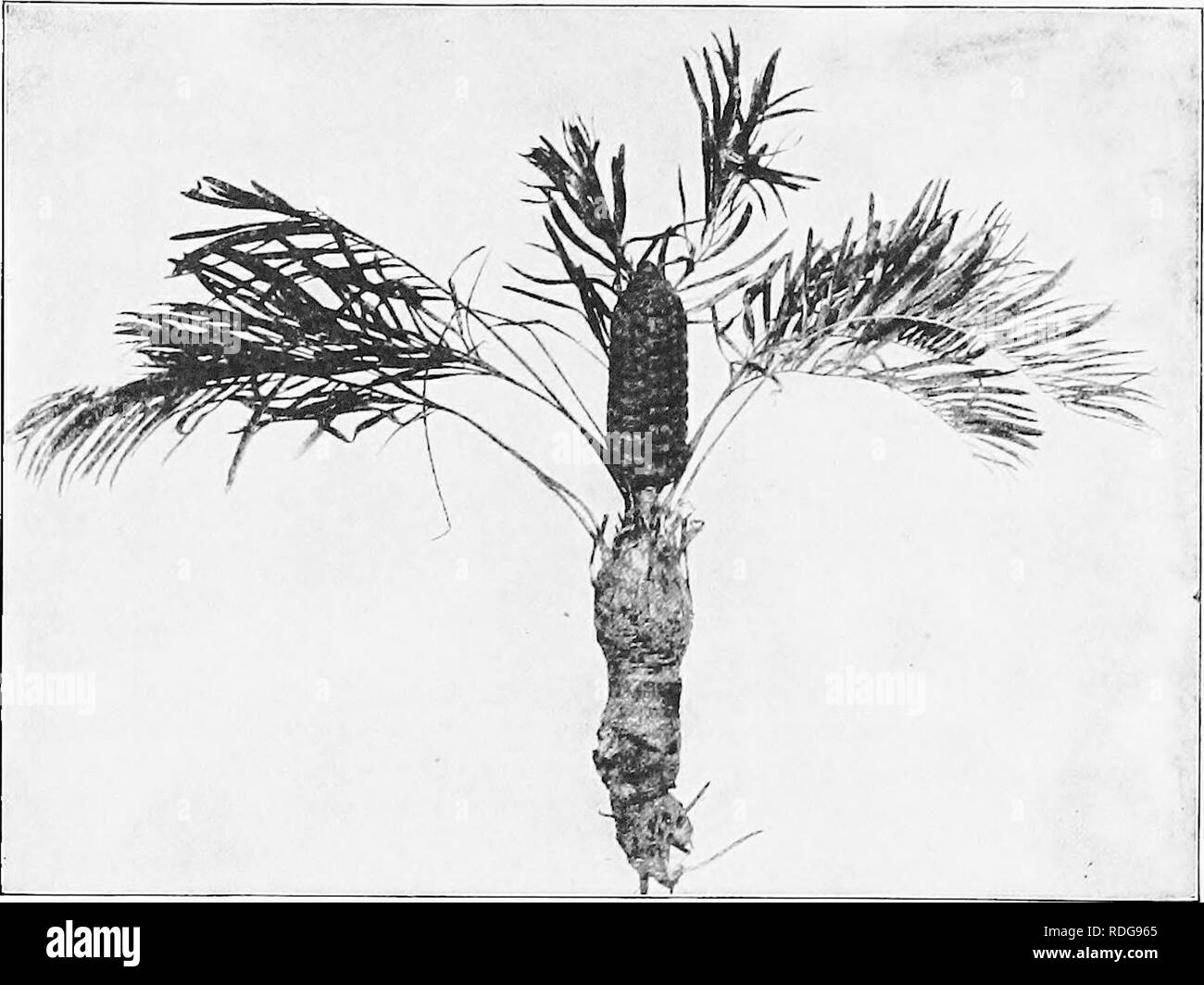 . Morphology of gymnosperms. Gymnosperms; Plant morphology. 112 MORPHOLOGY OF GYMNOSFERMS THE ROOT The primary root continues as a strong tap root, with a scanty display of branches (fig. 92), but with numerous small secondary roots. Although dichotomous branching has been thought to be restricted to the secondary roots, under conditions described below, Hill and De Fraine (67) state that in Stangeria the primary root may branch dichotomously. The soil about the roots is full of low algal. Fig. 92.—Zamia floridana: entire plant, showing strong tap root. and fungal forms, and in many, perhaps a Stock Photo