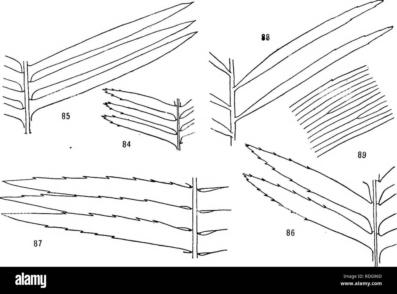 . Morphology of gymnosperms. Gymnosperms; Plant morphology. no MORPHOLOGY OF GYMNOSPERMS leaflets of the seedling are conspicuously spinulose, like the adult leaflets of D. spinulosum, but in older plants the margins are per- fectly smooth, the spinulose condition of the seedling of D. edule being a juvenile character indicating an ancestry with spinulose leaves (figs. 84-87). The venation is various; for example, the leaflets of Cycas have only a midrib without any branches; those of. Figs. 84-89.—Pinnules of cycads: fig. 84, part of leaf of seedling of Dioon edule; fig. 85, part of adult lea Stock Photo