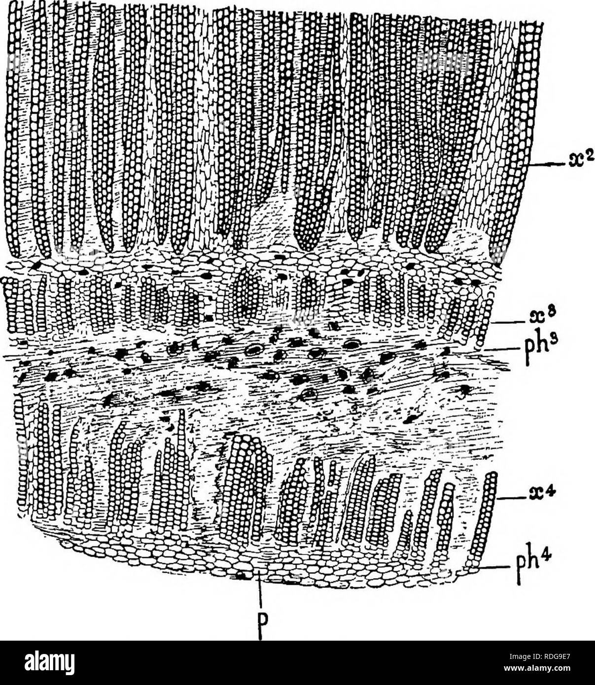 . Morphology of gymnosperms. Gymnosperms; Plant morphology